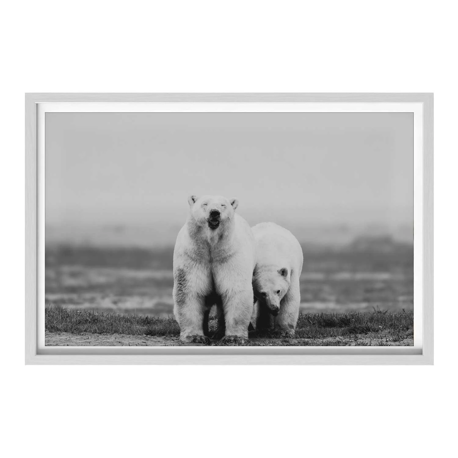 Polar-Bears-White.jpg