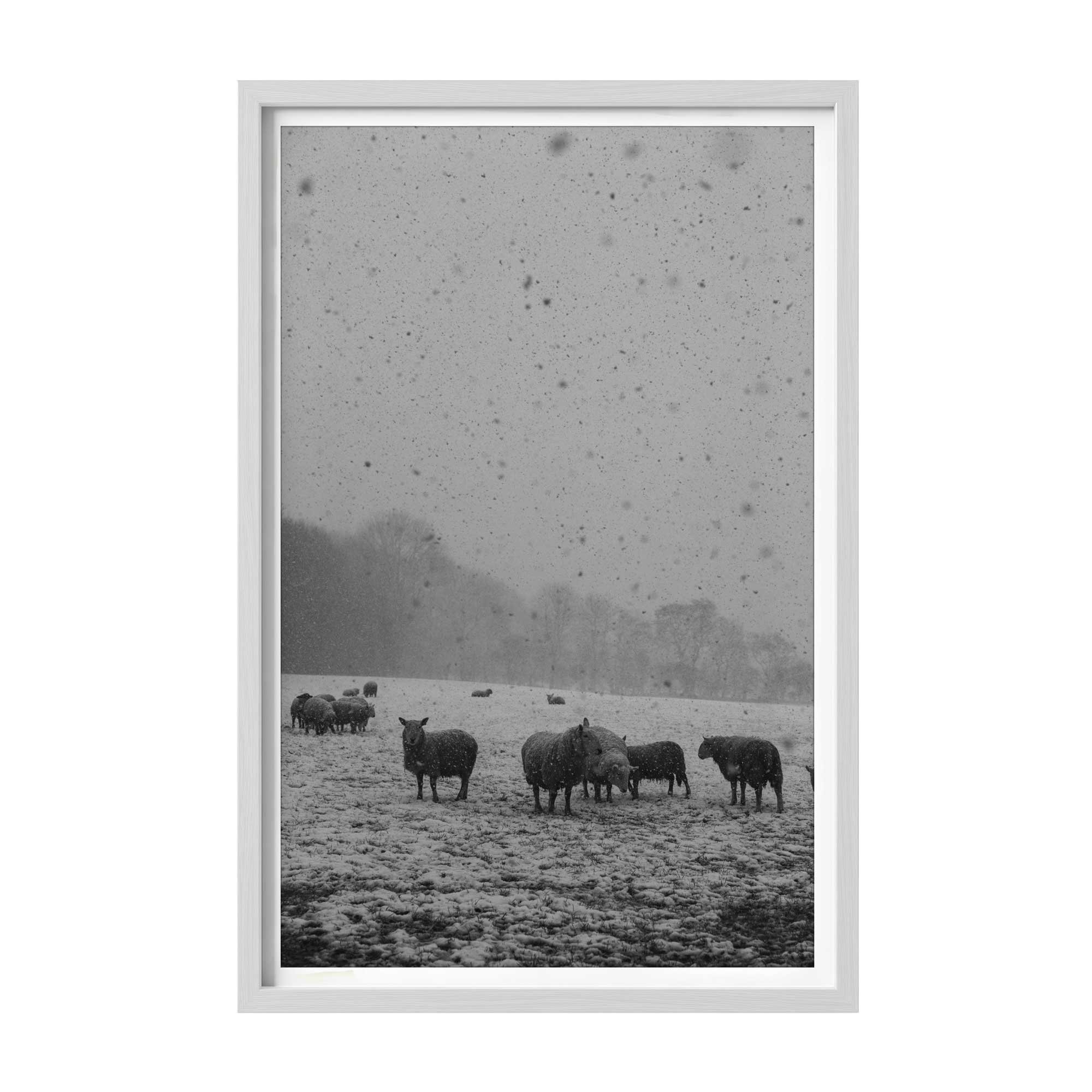 Quietude-White.jpg