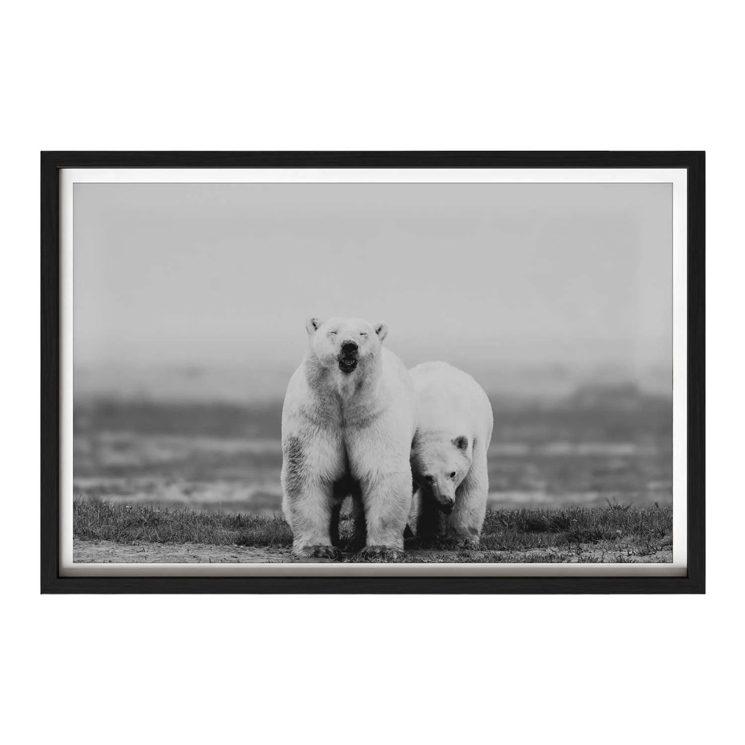 Polar-Bears-Black.jpg