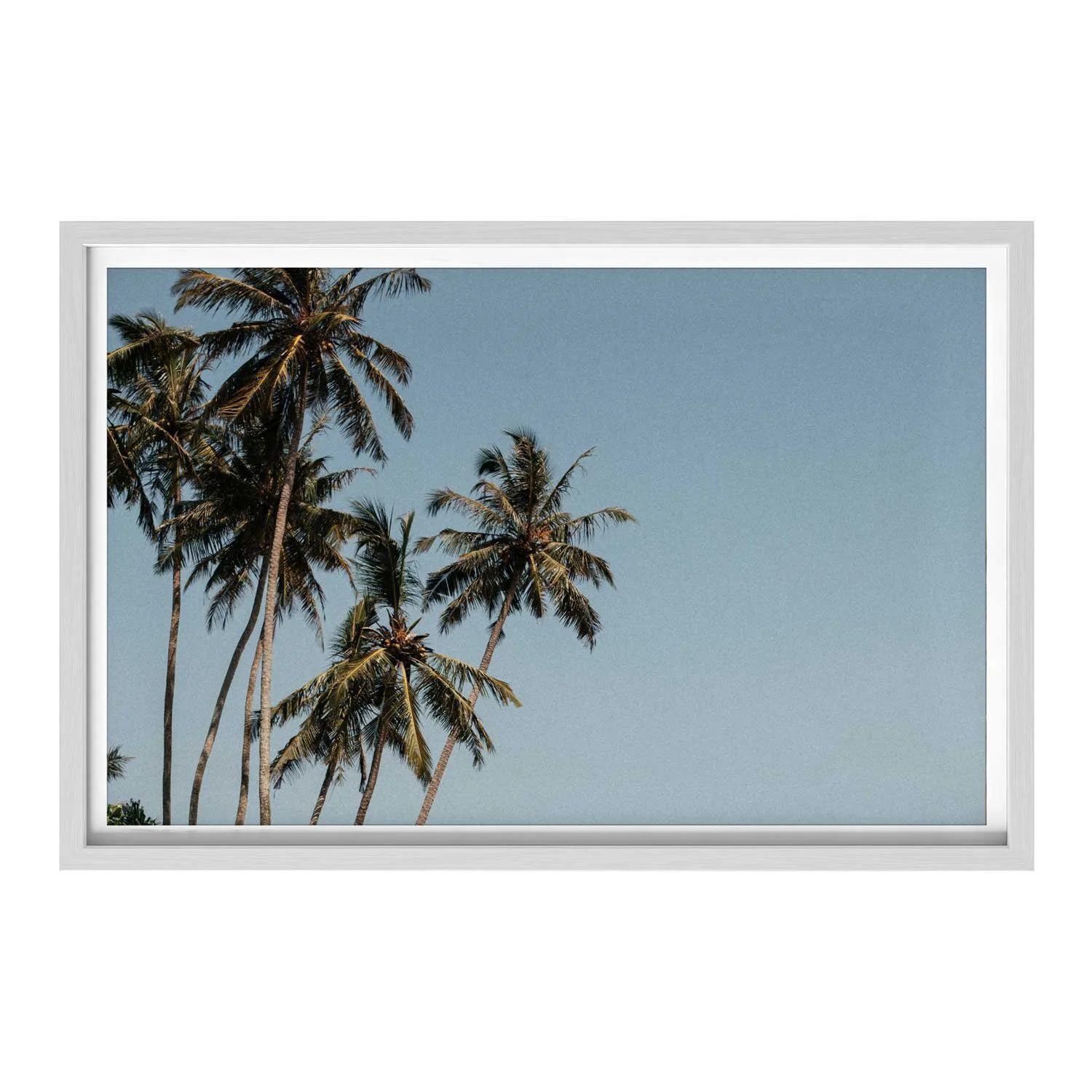 Palm-Paradise-White.jpg
