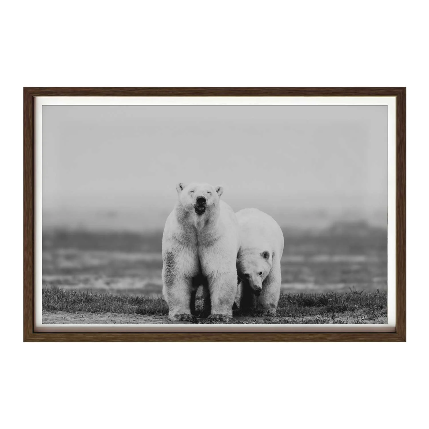 Polar-Bears-Dark-Wood.jpg