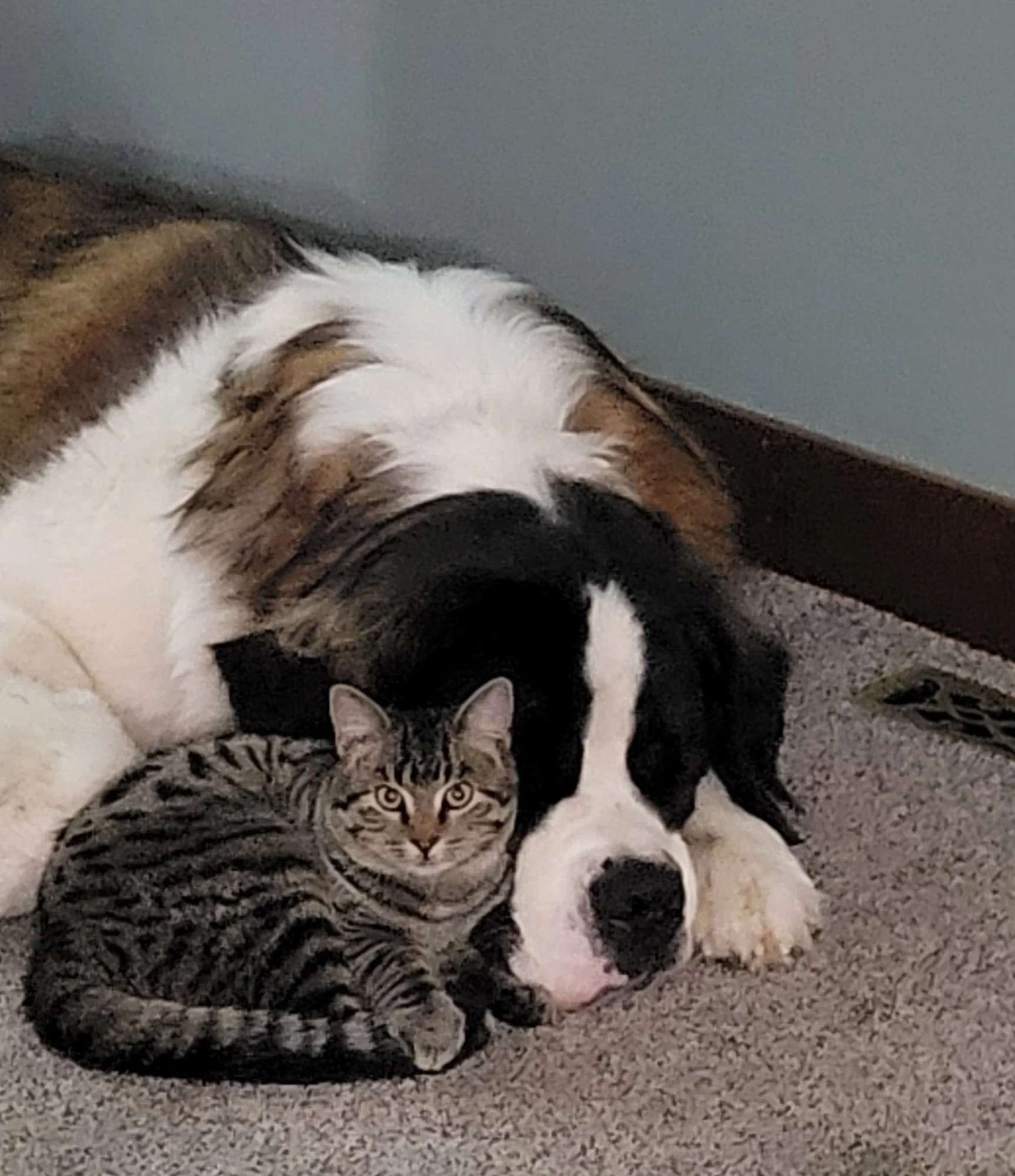 homemade dog treats Pierre South Dakota