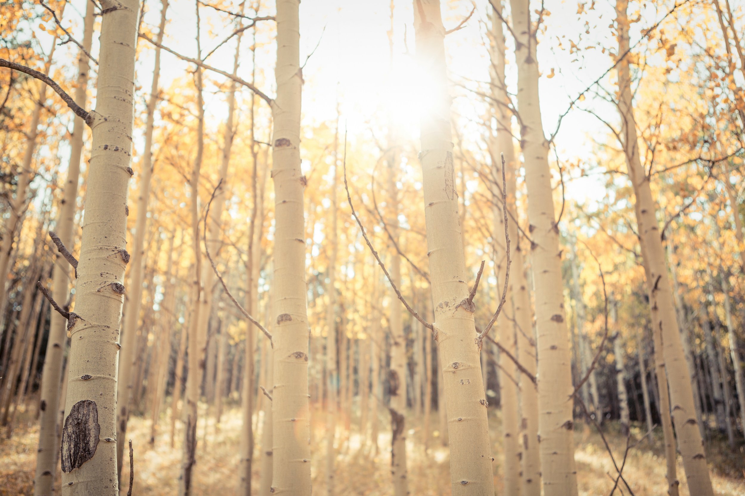 Colorado Aspens Tiny Hearts