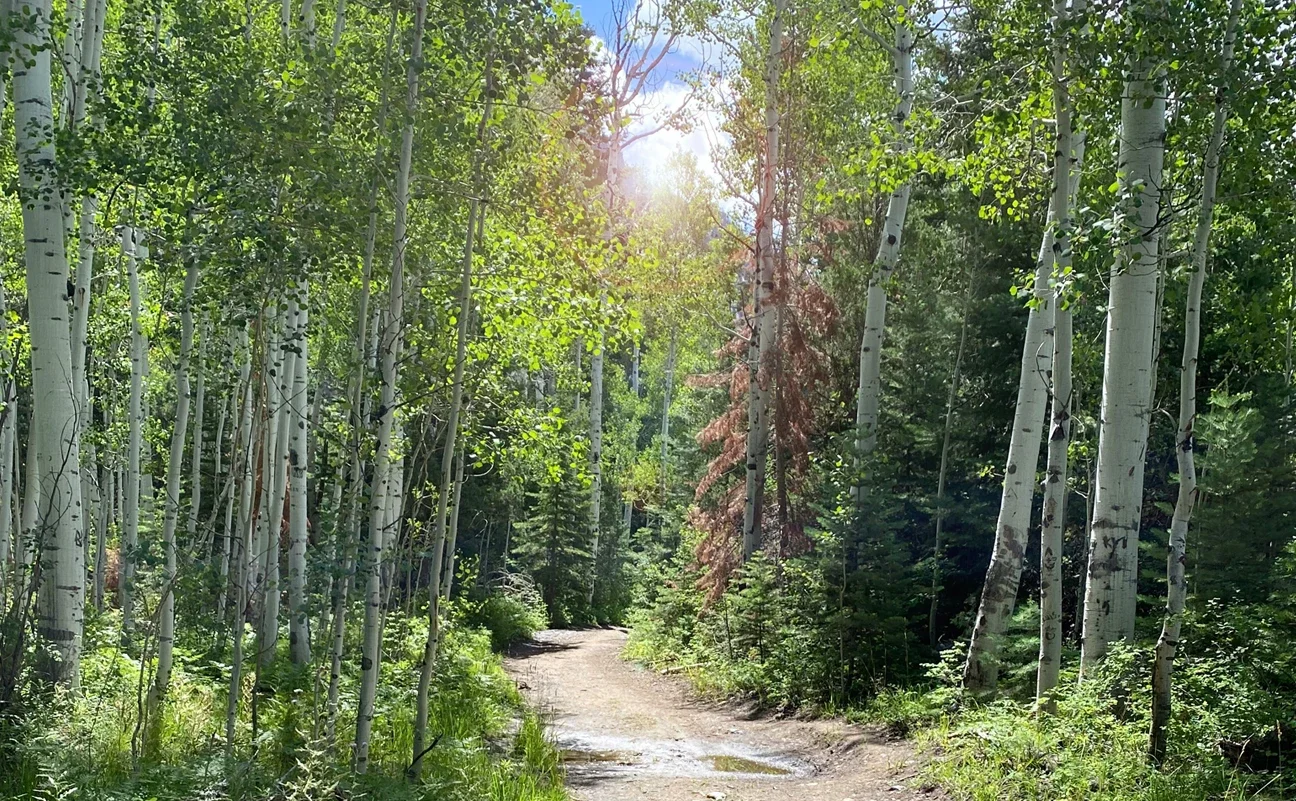 Tiny Hearts Trail Image
