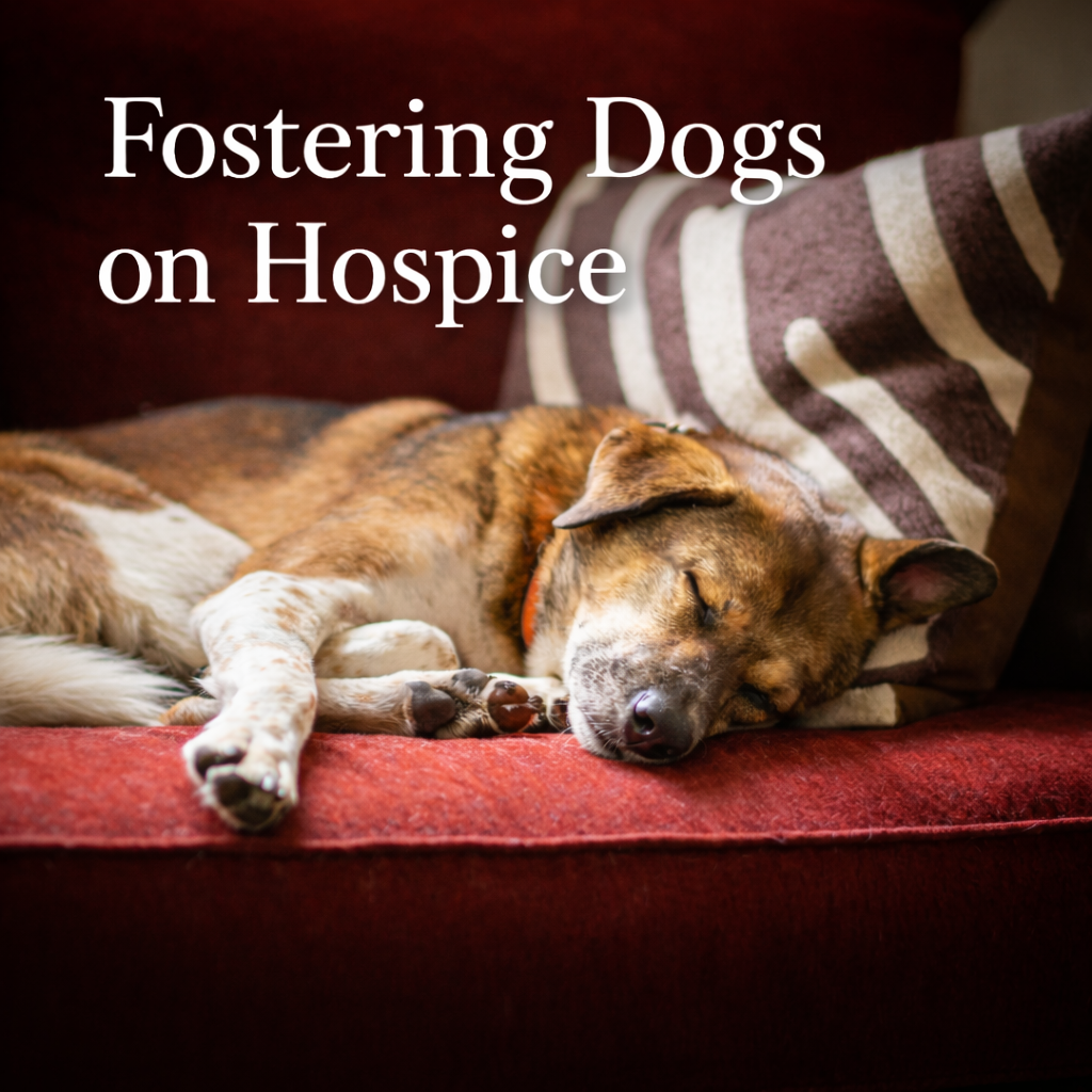 Fostering Dogs on Hospice: A Gift of Comfort and Compassion