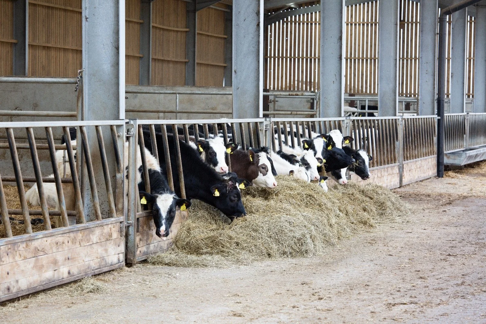 Holstein cows eating hay in a barn.