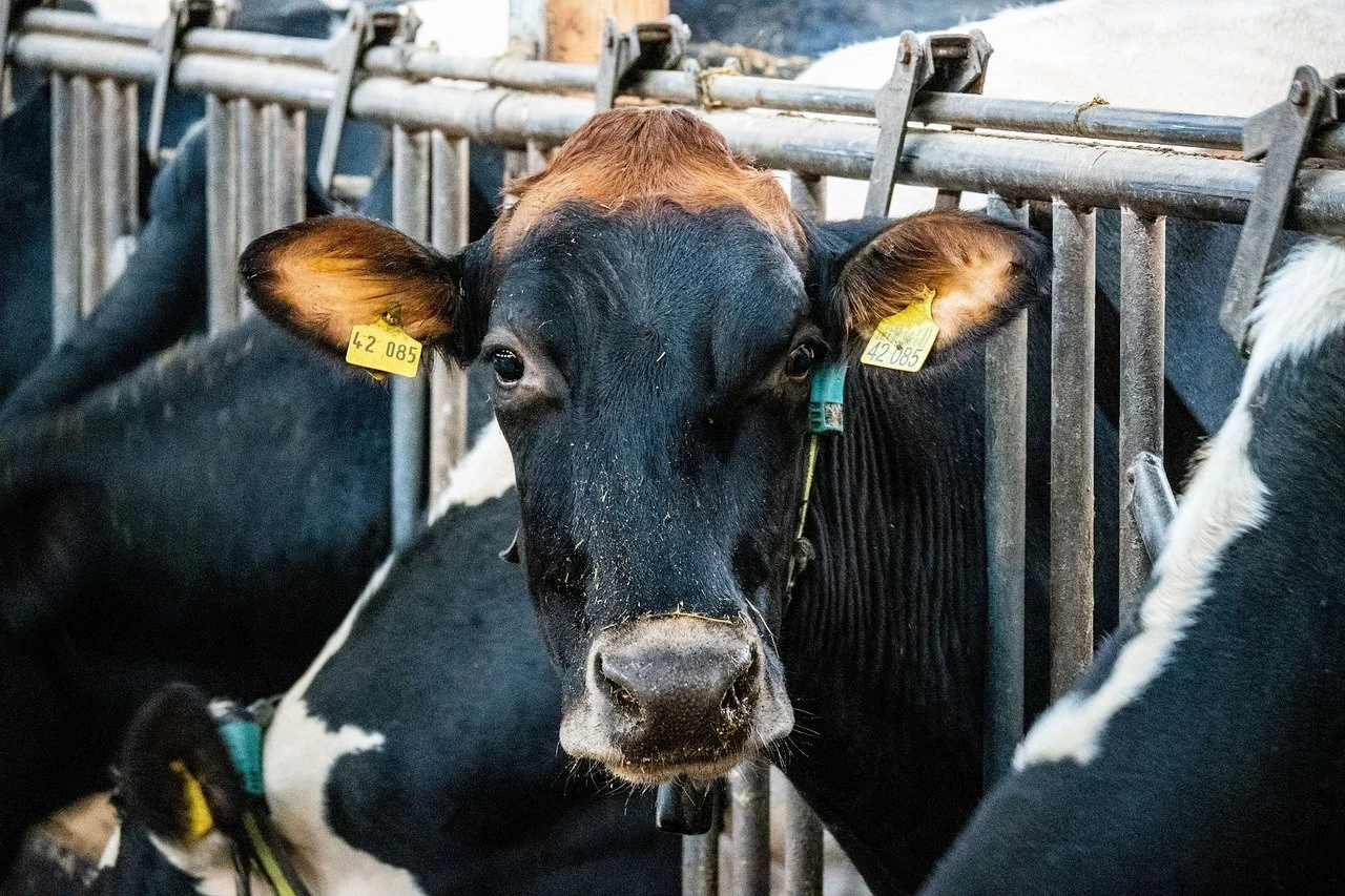 dairy cows in a row with head through barrier eating