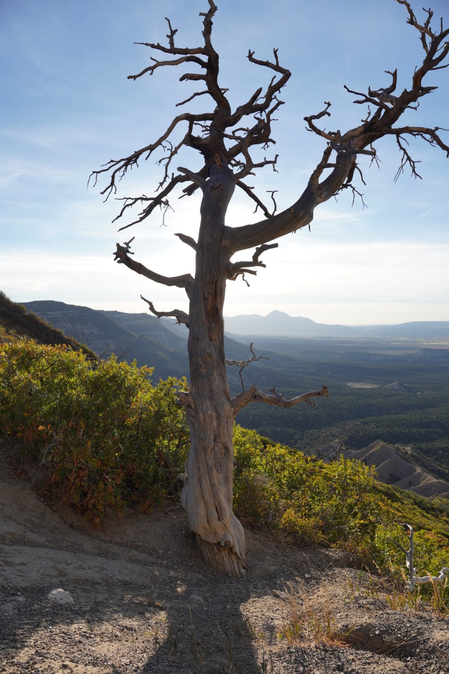 DSC01923 (Large).JPG