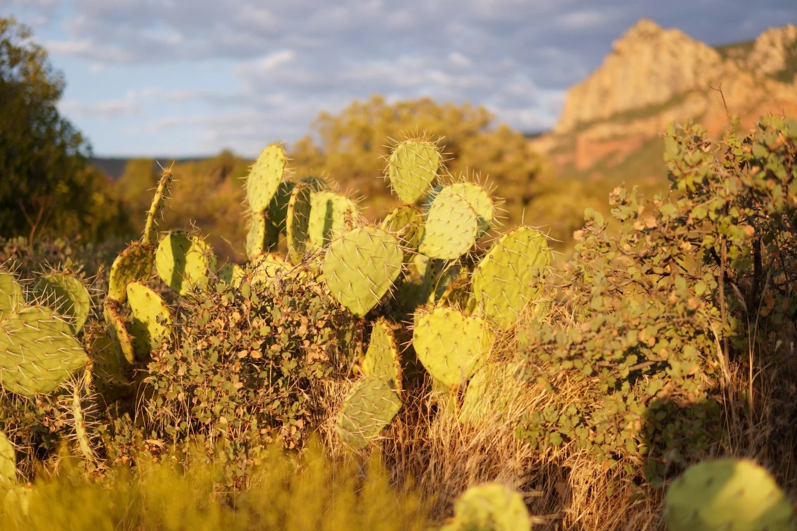 DSC00293 (Large).JPG