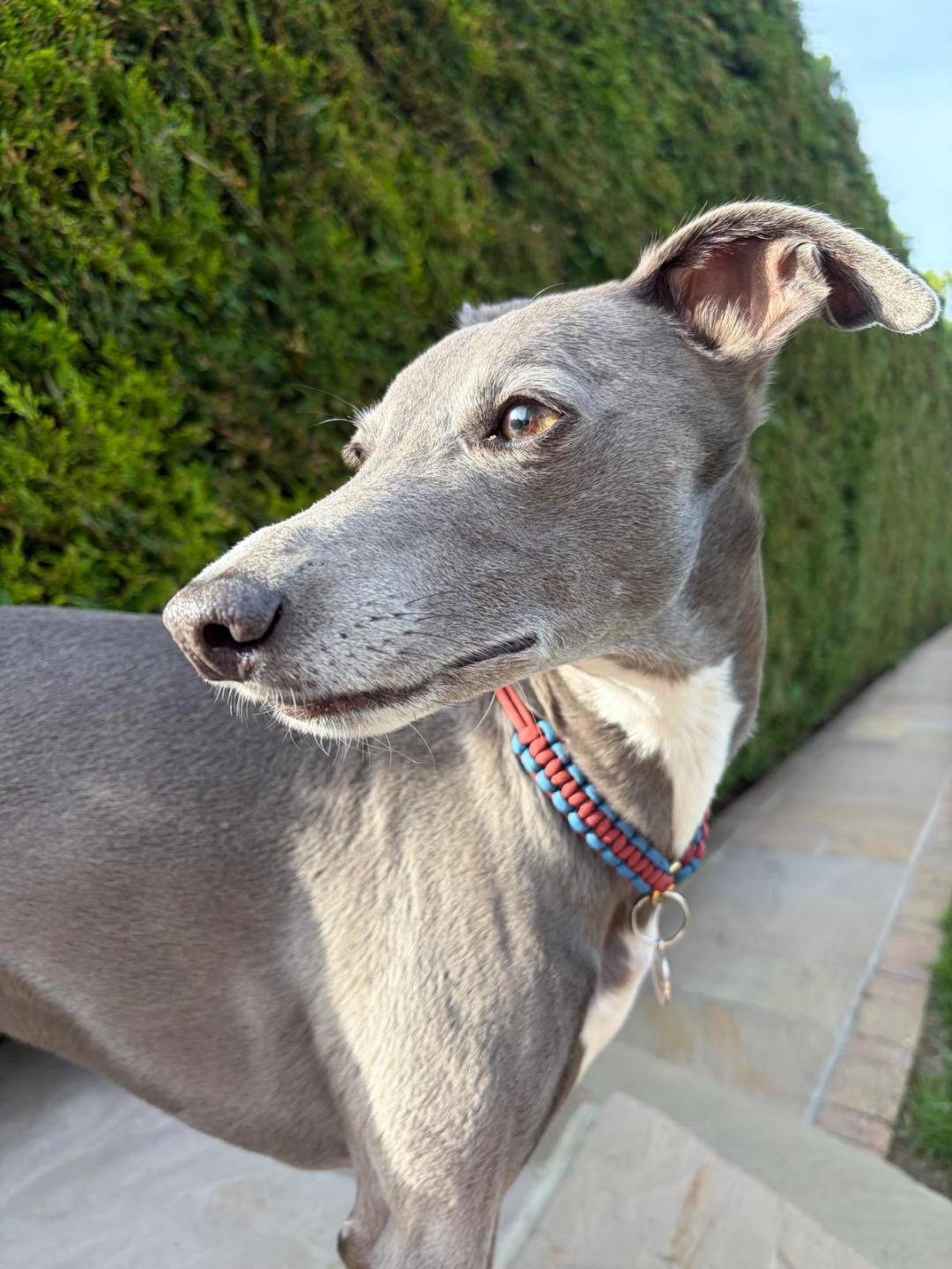 kiki_collar_blue_moss_green_rambles_whippet.JPG