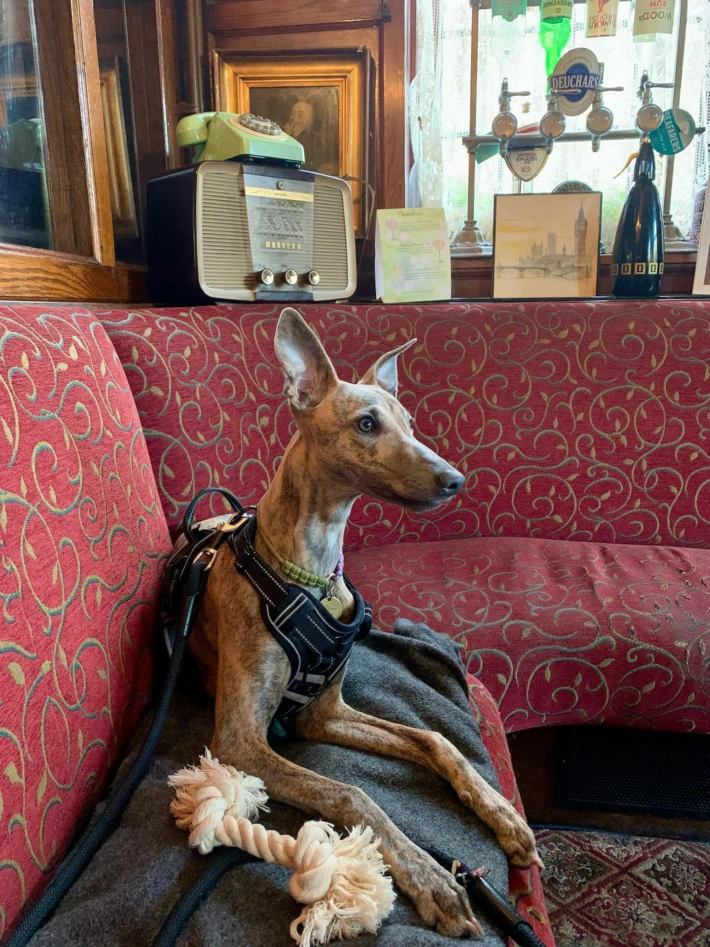 Here’s Joan being a super good girl, not only at the pub, but also for showing how great Spaghetti Loops are for doggies that wear harnesses! Keeping snoots safe with their ID on at all times 💜💚 @lucyconwayhems 
#spaghettiloops #spaghettiloo