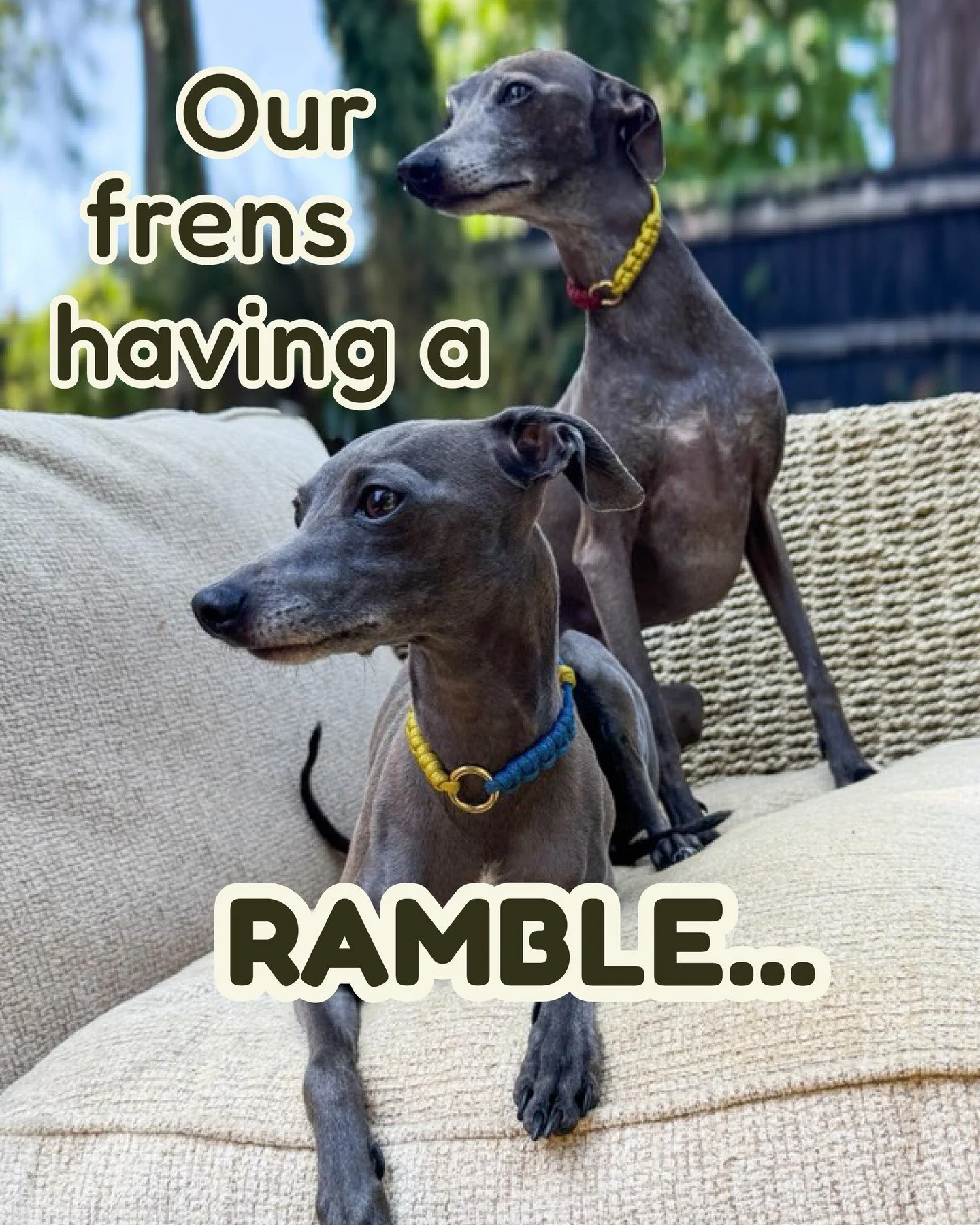 Our new Rambles collars, modelled by some of the Spaghetti gang #packofspaghetti 🐾 We’re so lucky to have frens like these… @ernieandpickle @willow_minidachshund @corathewhippy @theyrenotlikegus @flynnthecockerspaniel_ 
#spaghettiloops