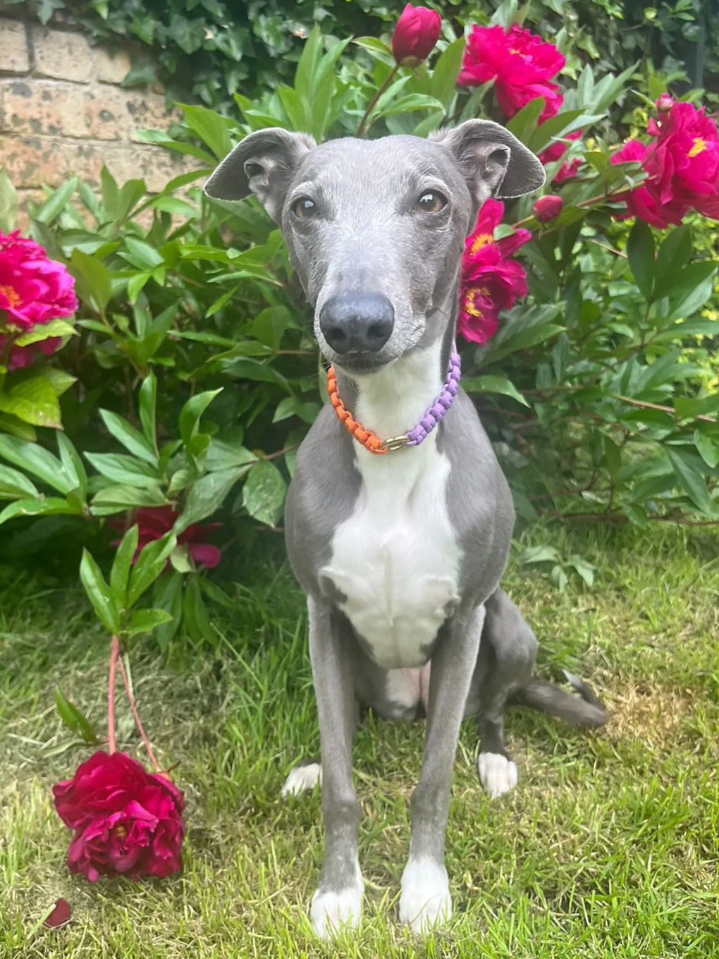 Spaghetti_loops_hetti_collar_orange_lilac_whippet3.png