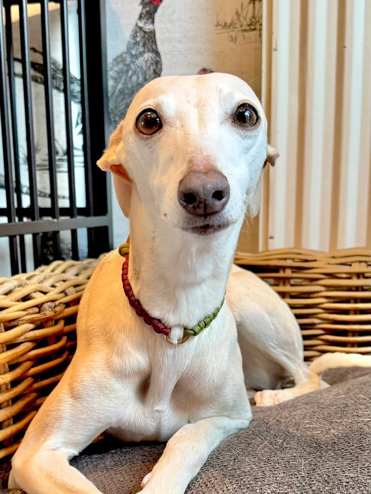 Hetti_collar_moss_green_burgundy_whippet2.JPG