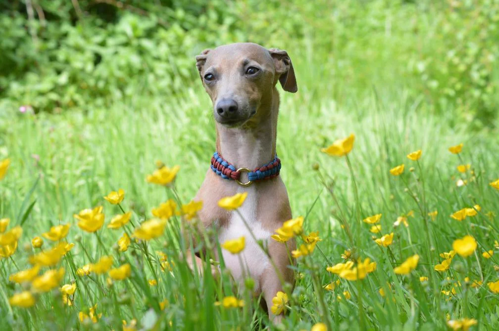 kiki_collar_blue_burgandy_rambles_italian_greyhound.png