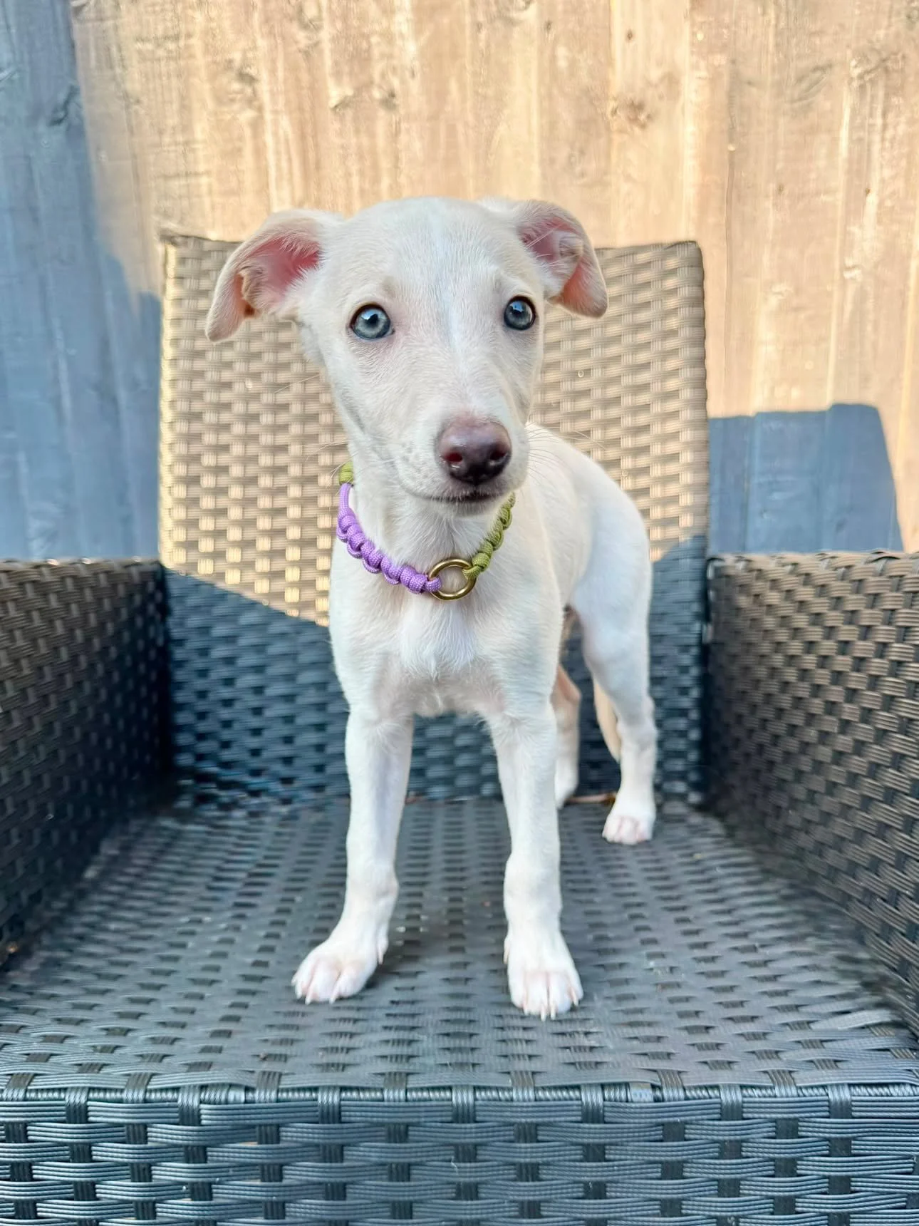 Hetti_collar_moss_green_lilac_whippet_puppy.JPG