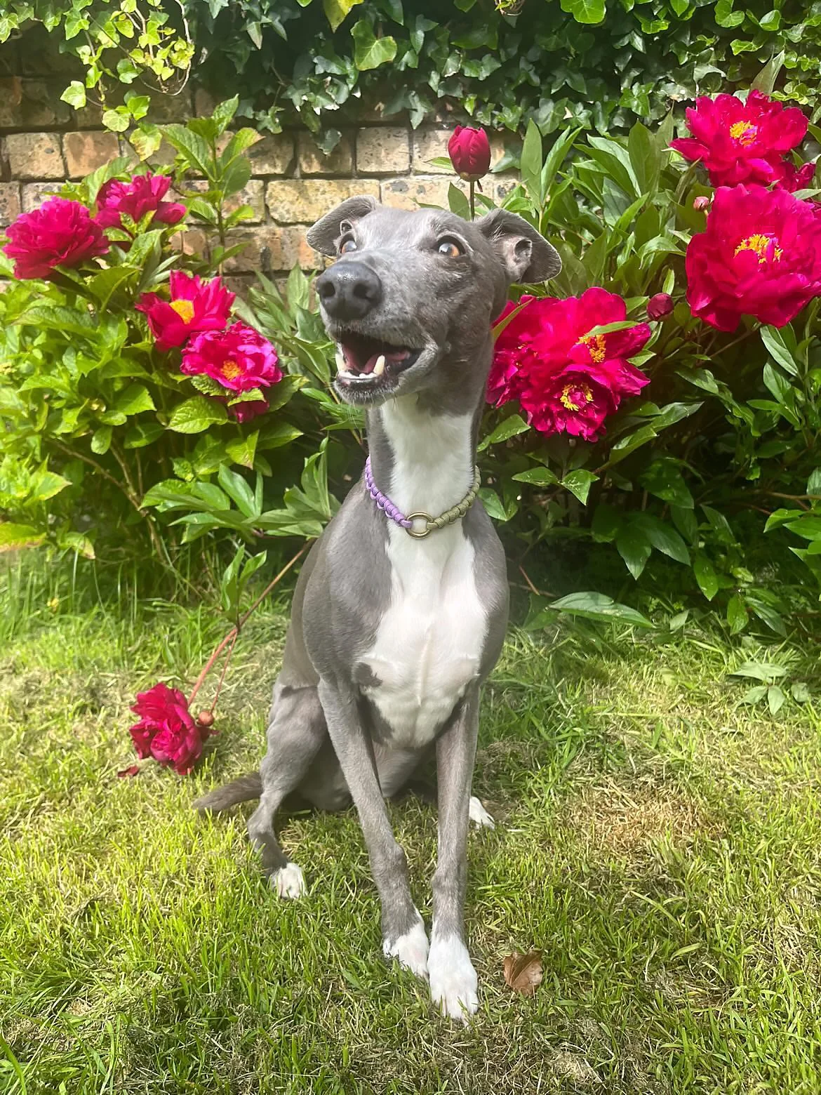 Spaghetti_loops_ hetti_collar_lilac_green_whippet3.JPG