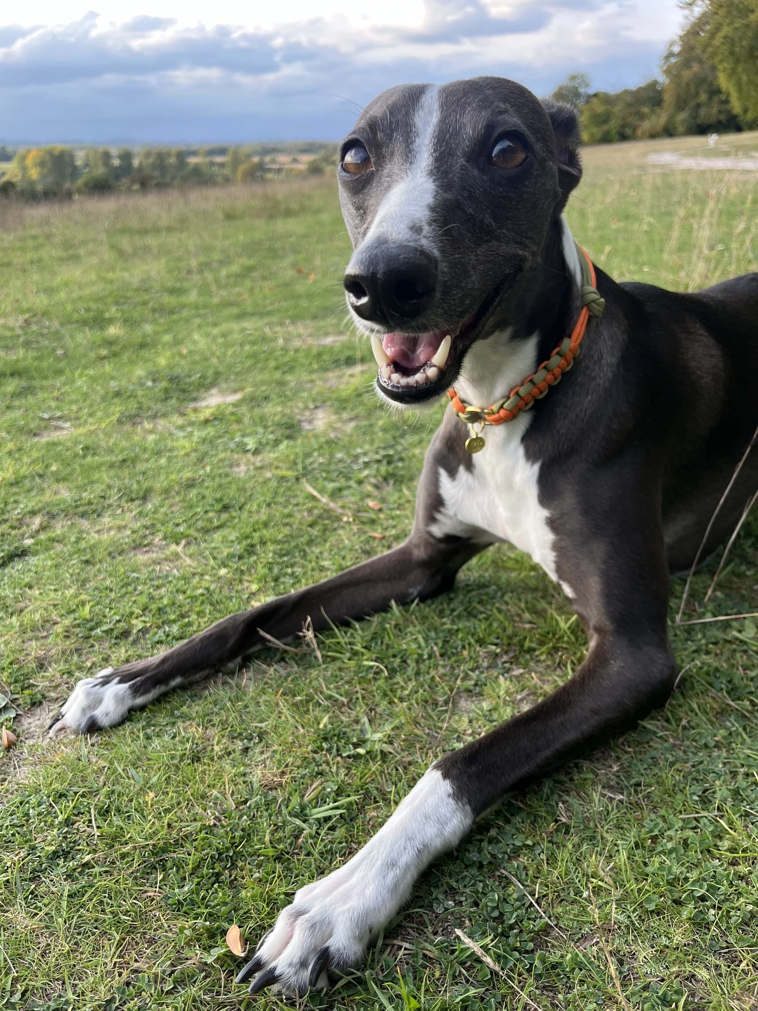 pumpkin_patch_kiki_collar3.jpg