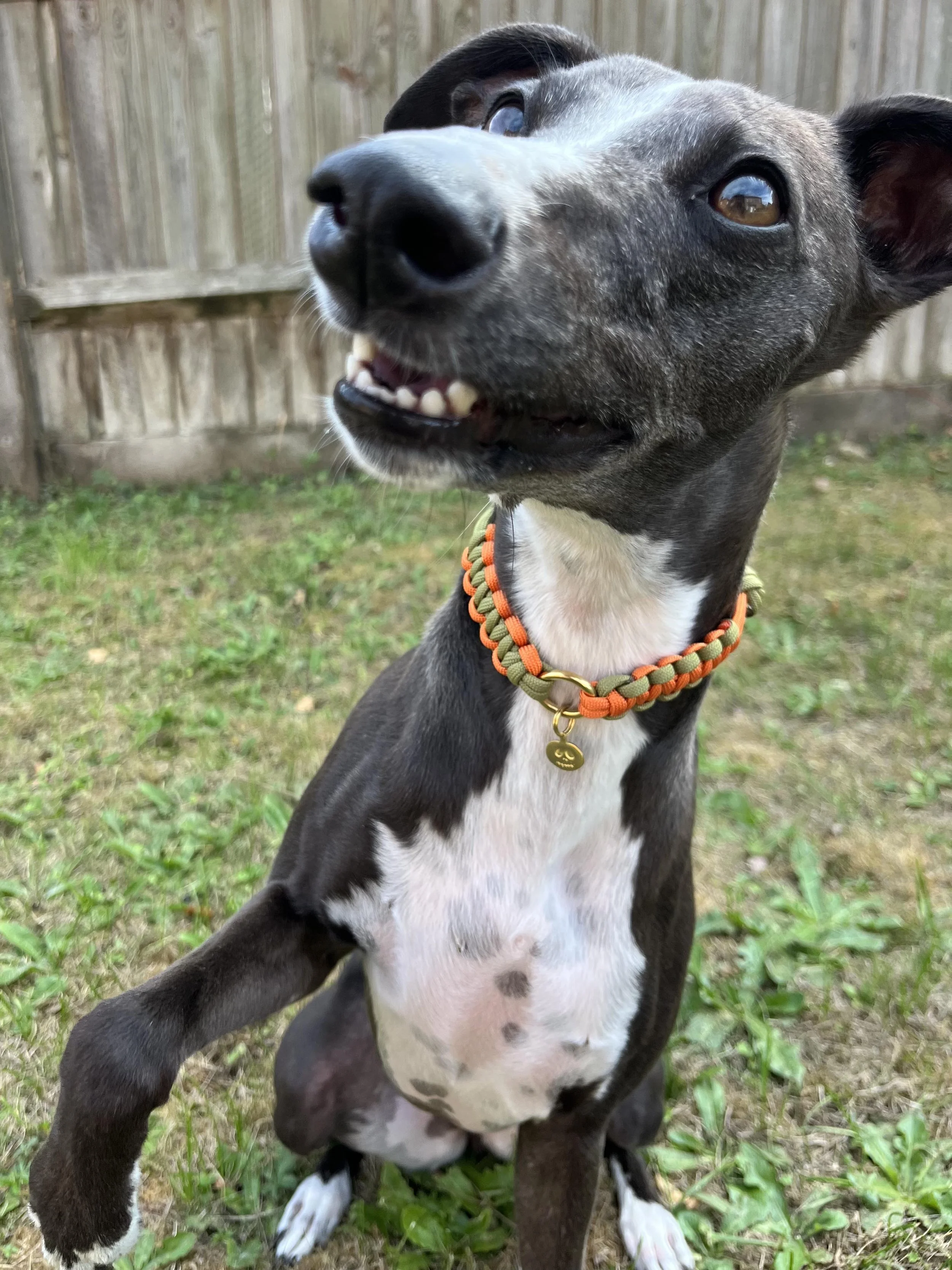 pumpkin_patch_kiki_collar6.jpg