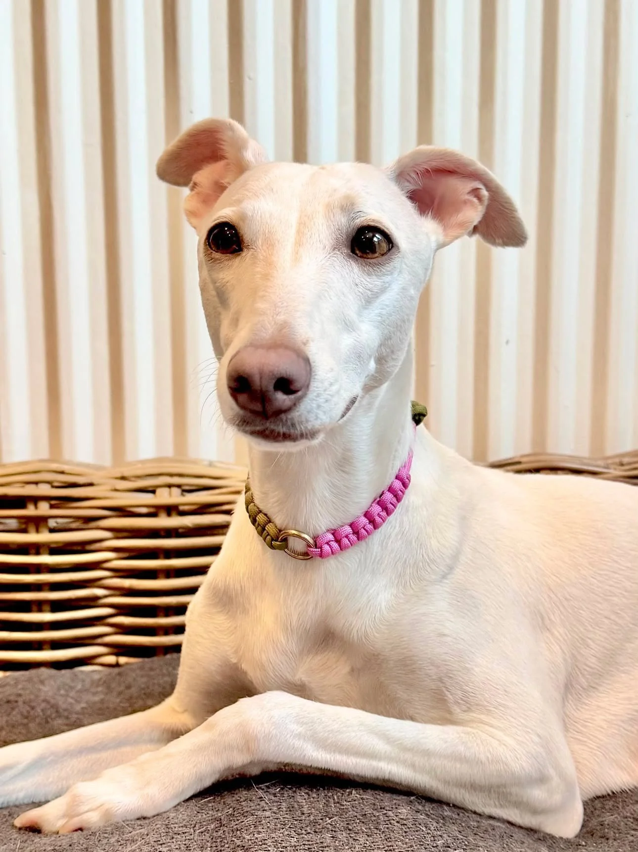 Hetti_collar_moss_green_pink_whippet.JPG