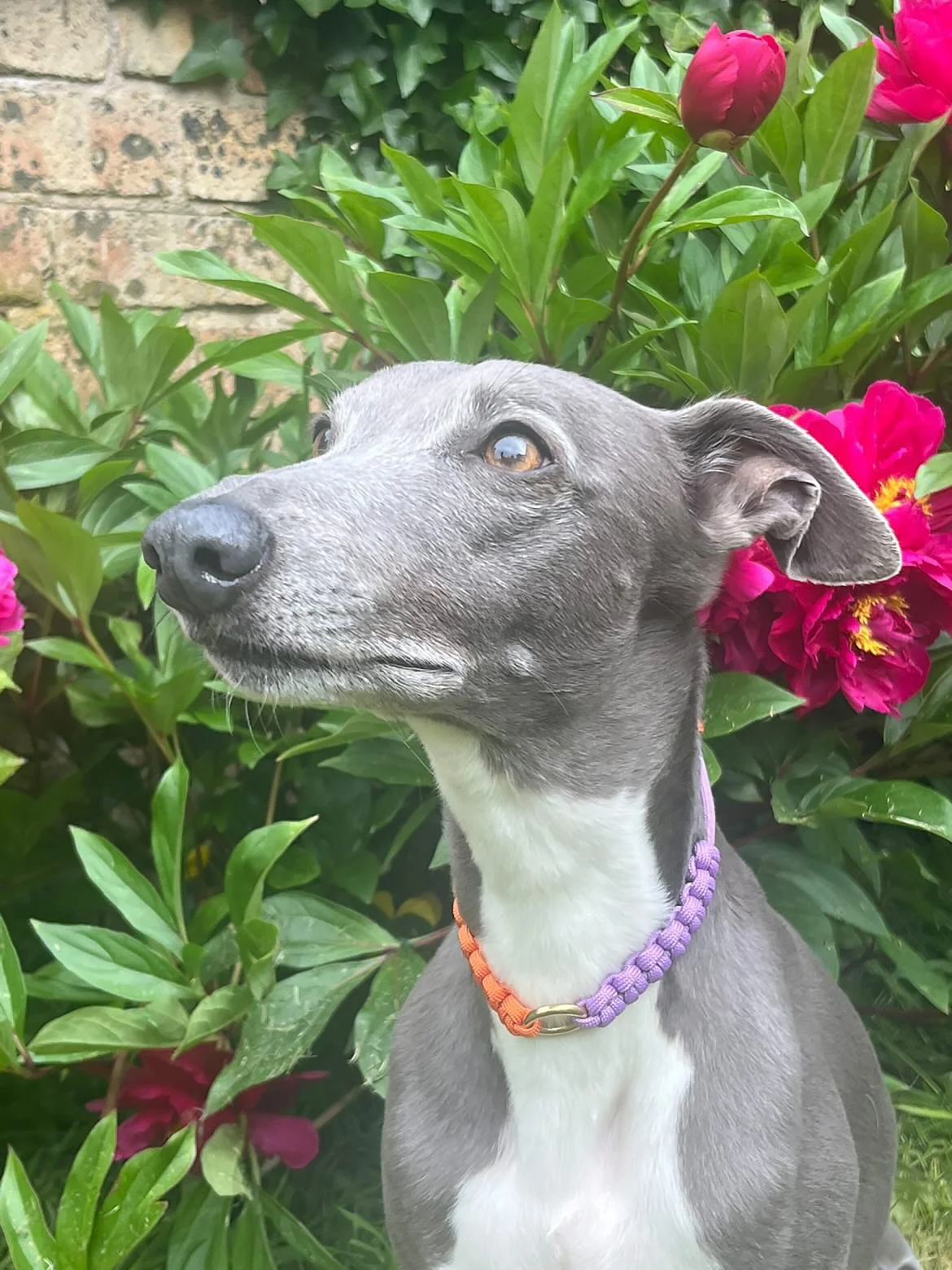 Spaghetti_loops_hetti_collar_orange_lilac_whippet2.JPG
