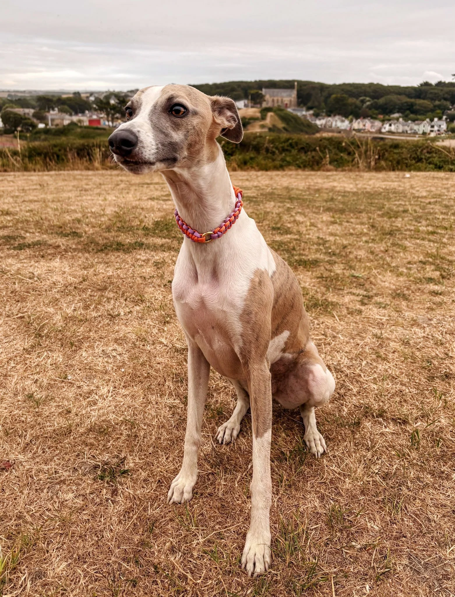 Kiki Collar | lilac & orange (tutti frutti colour range)