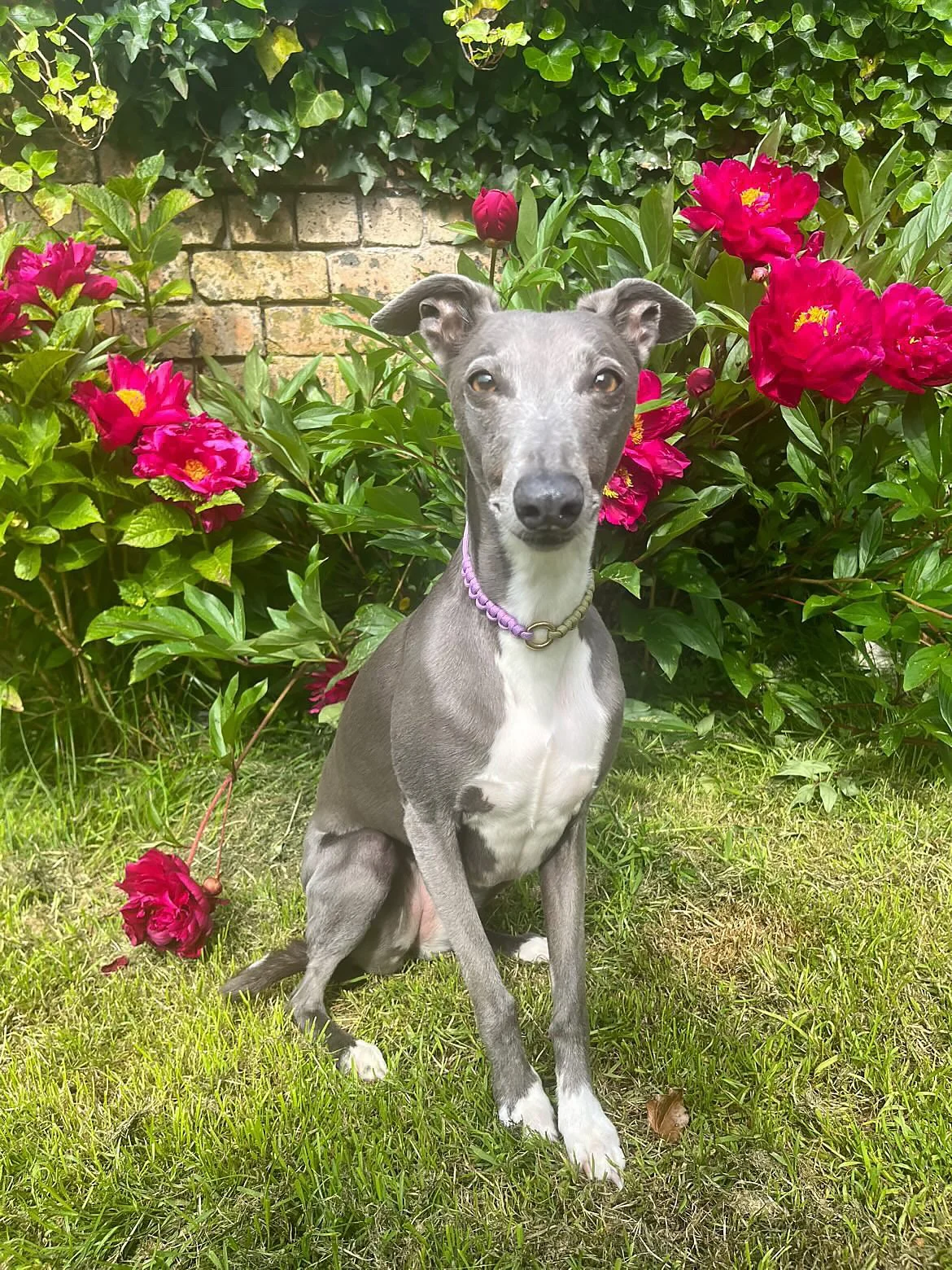 Spaghetti_loops_hetti_collar_lilac_green_whippet.JPG