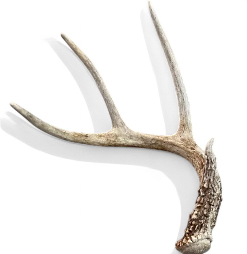 Natural Whitetail Deer Antler - 145" side