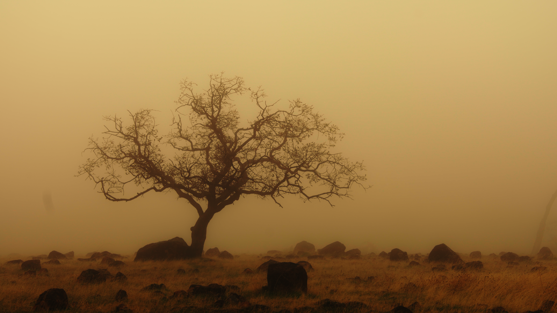 A single leafless tree on a foggy field with scattered rocks during dusk or dawn.
