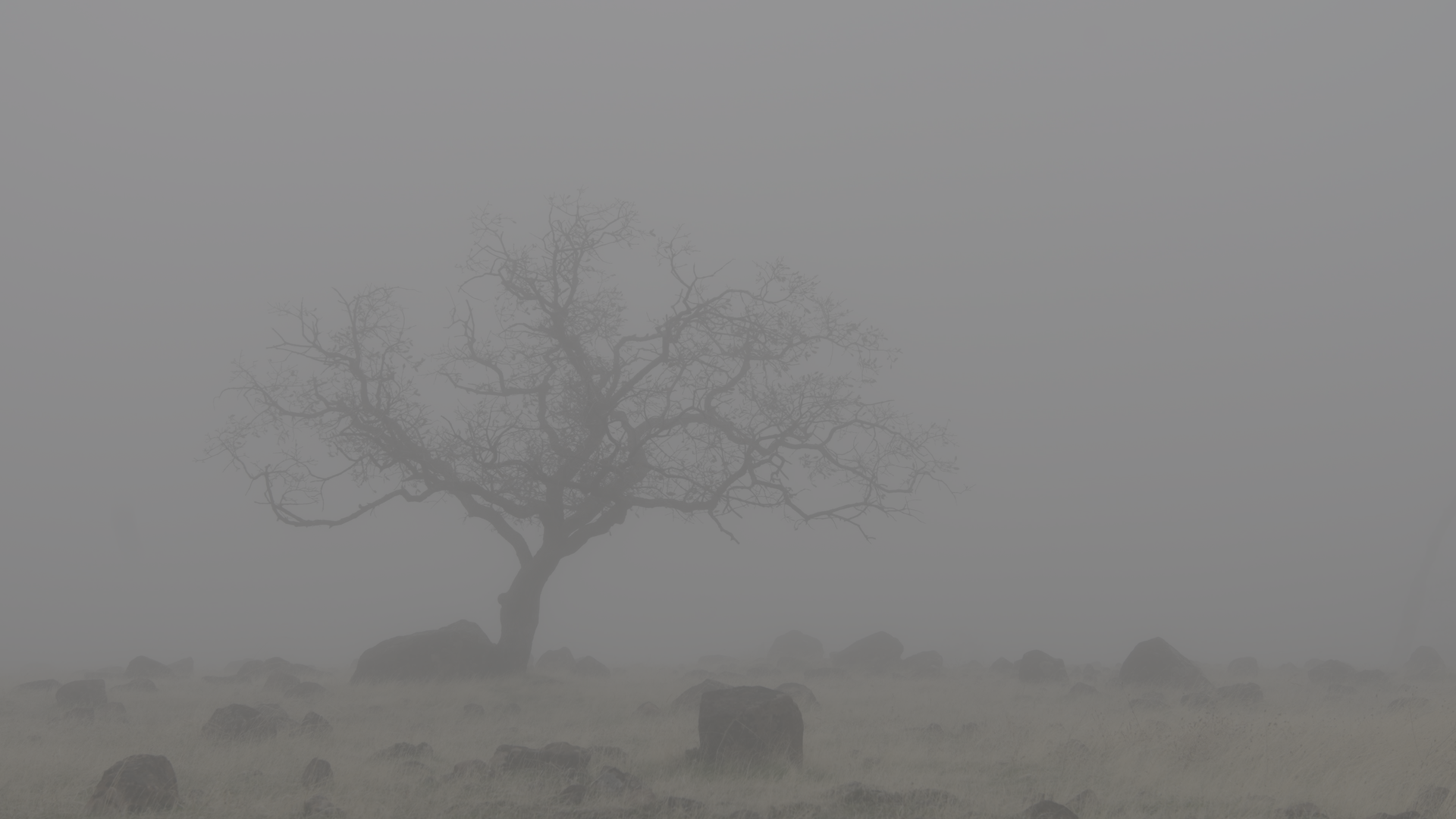 A solitary, leafless tree in a foggy landscape with rocks scattered across a grassy field.