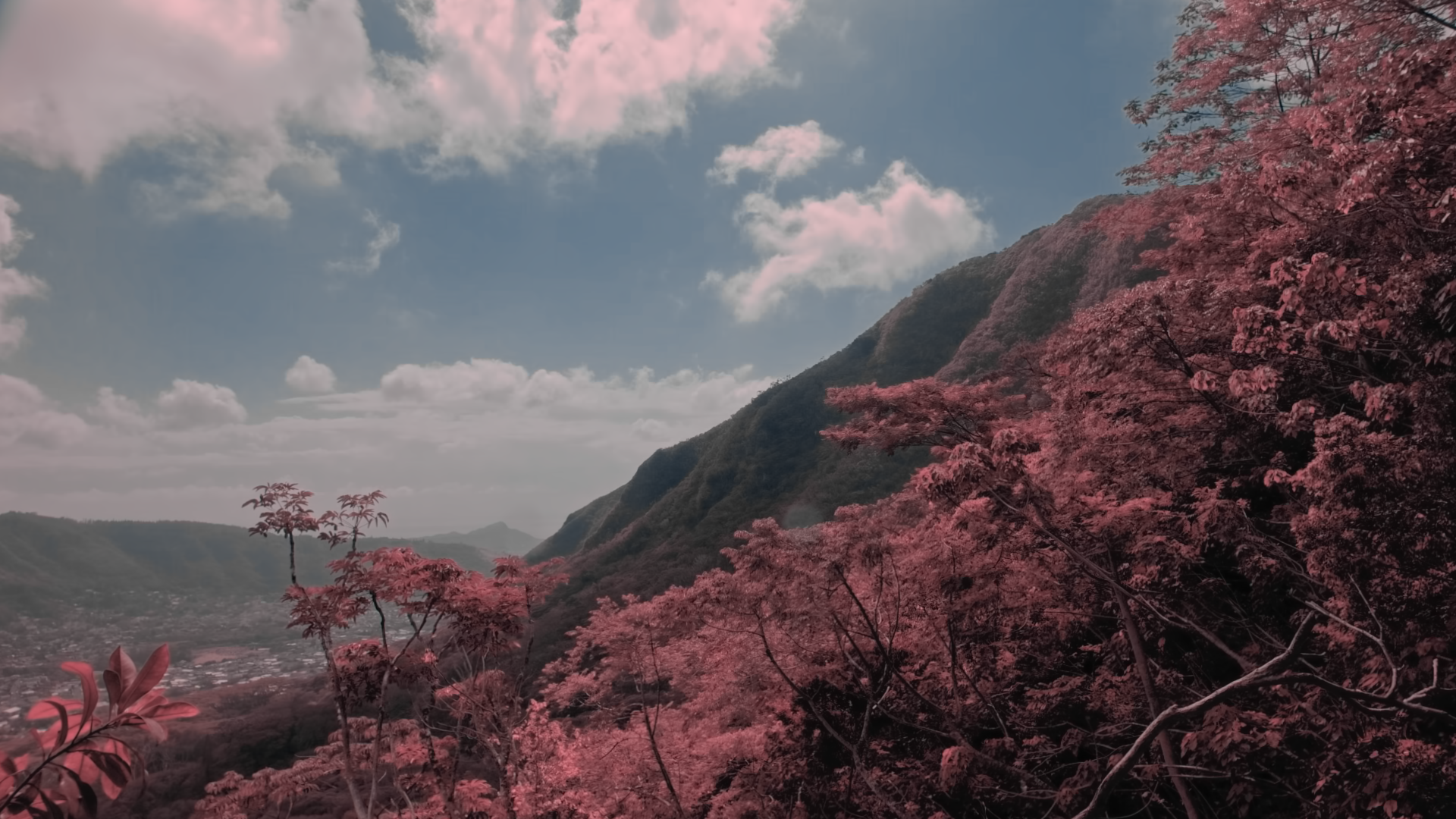 Pink blossom trees on hillside with mountains and cloudy sky in background.