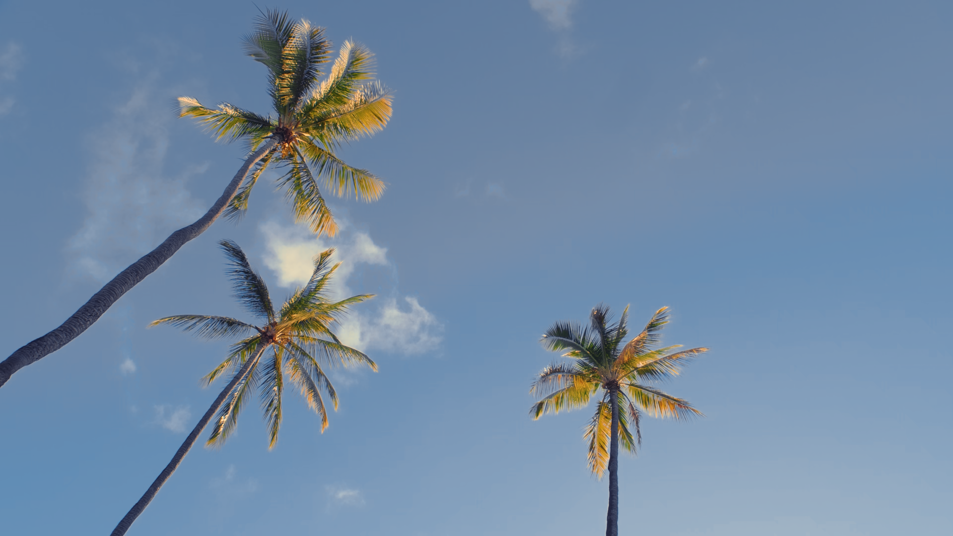 Three tall palm trees with green fronds against a blue sky with a few clouds.