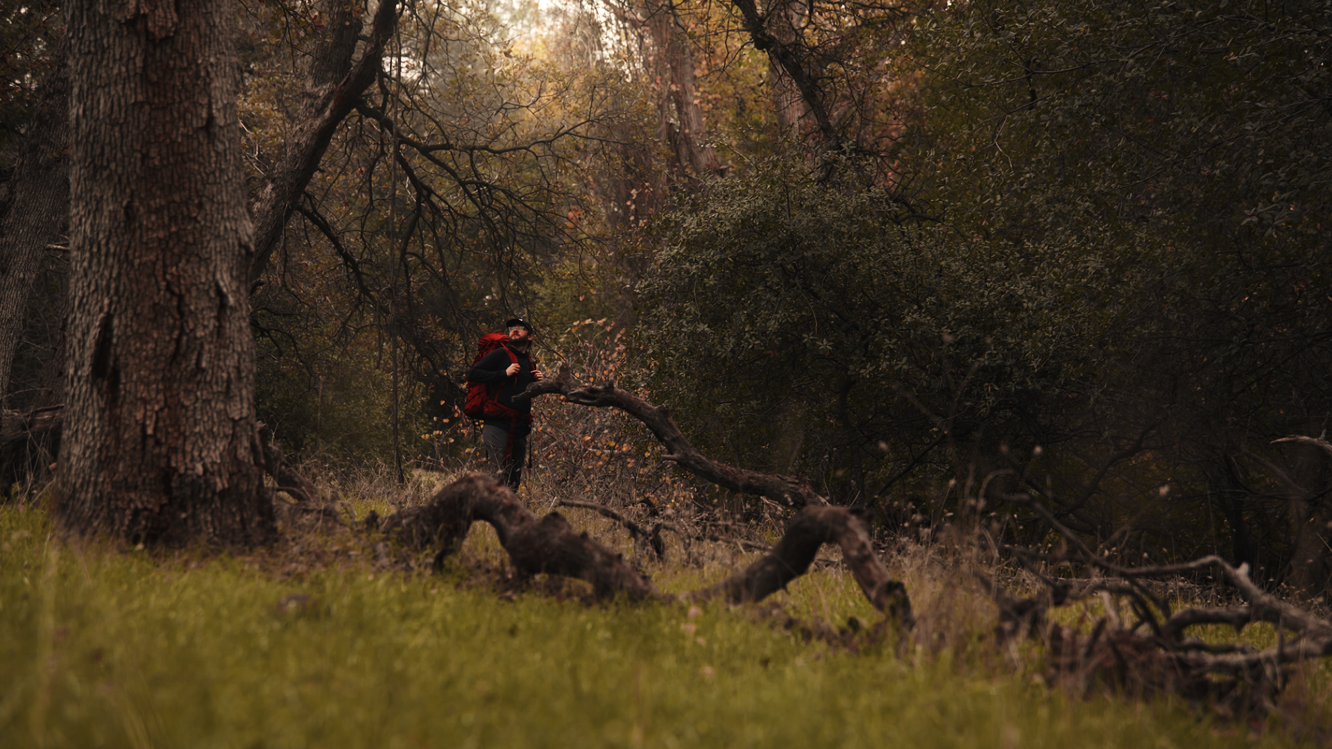 A man with a red backpack standing in a forest surrounded by trees and fallen branches, with a grassy ground in the foreground.