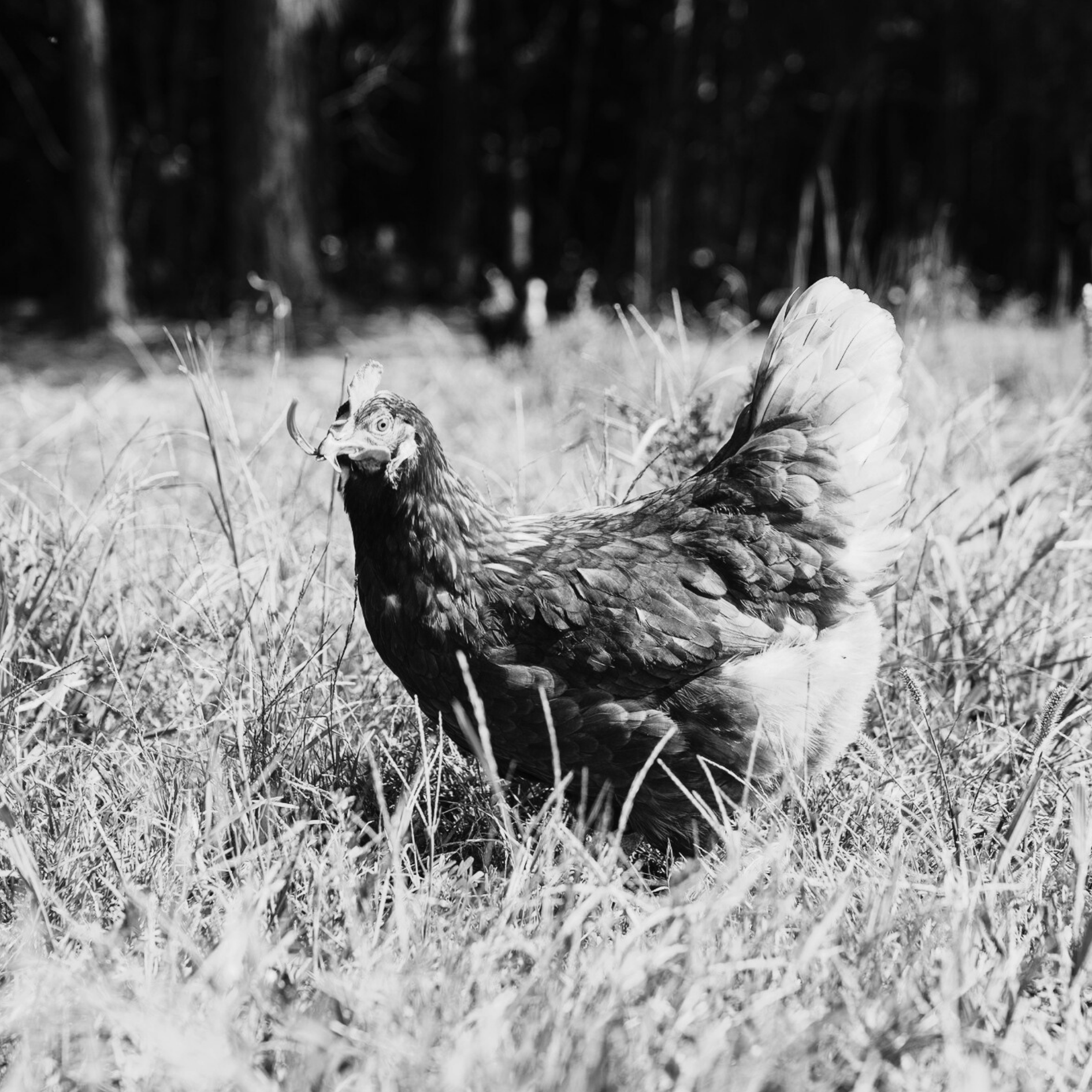 Social campaign development for Braswell Family Farms