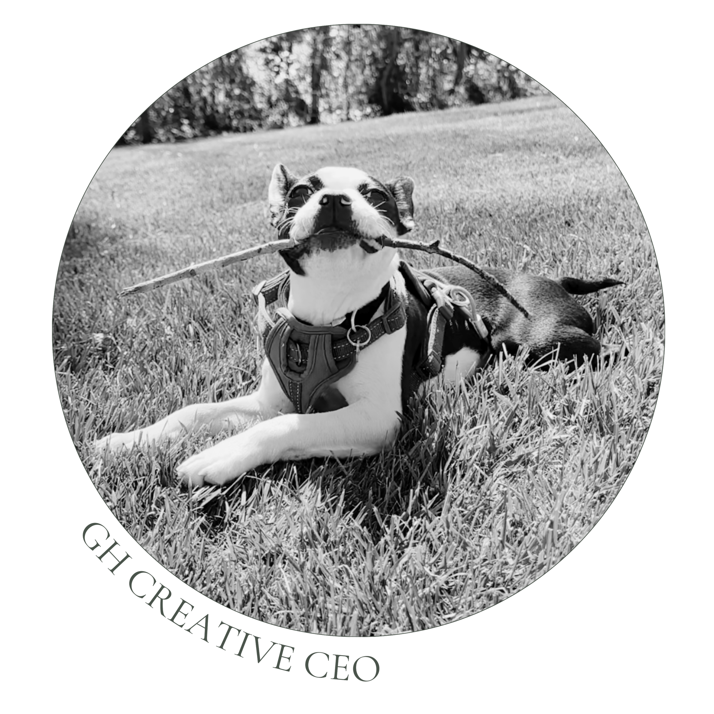 Black and white photo of a dog lying on grass with a stick in its mouth, wearing a harness, with the text 'Creative CEO' curved around the bottom of the circle.