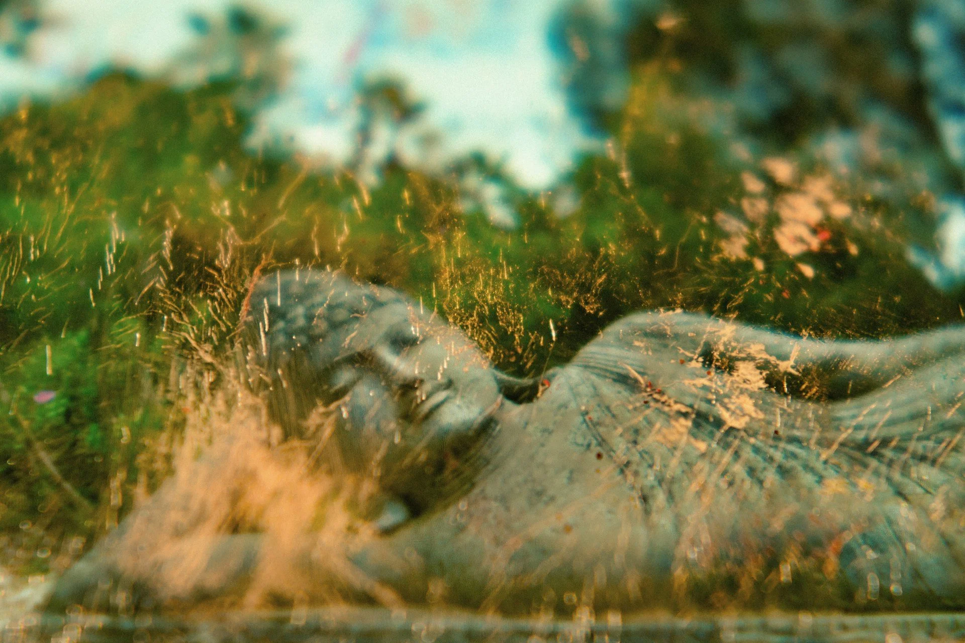 Close-up of a sleeping victoria crown pigeon with long blue feathers and a green background with blurred natural surroundings.
