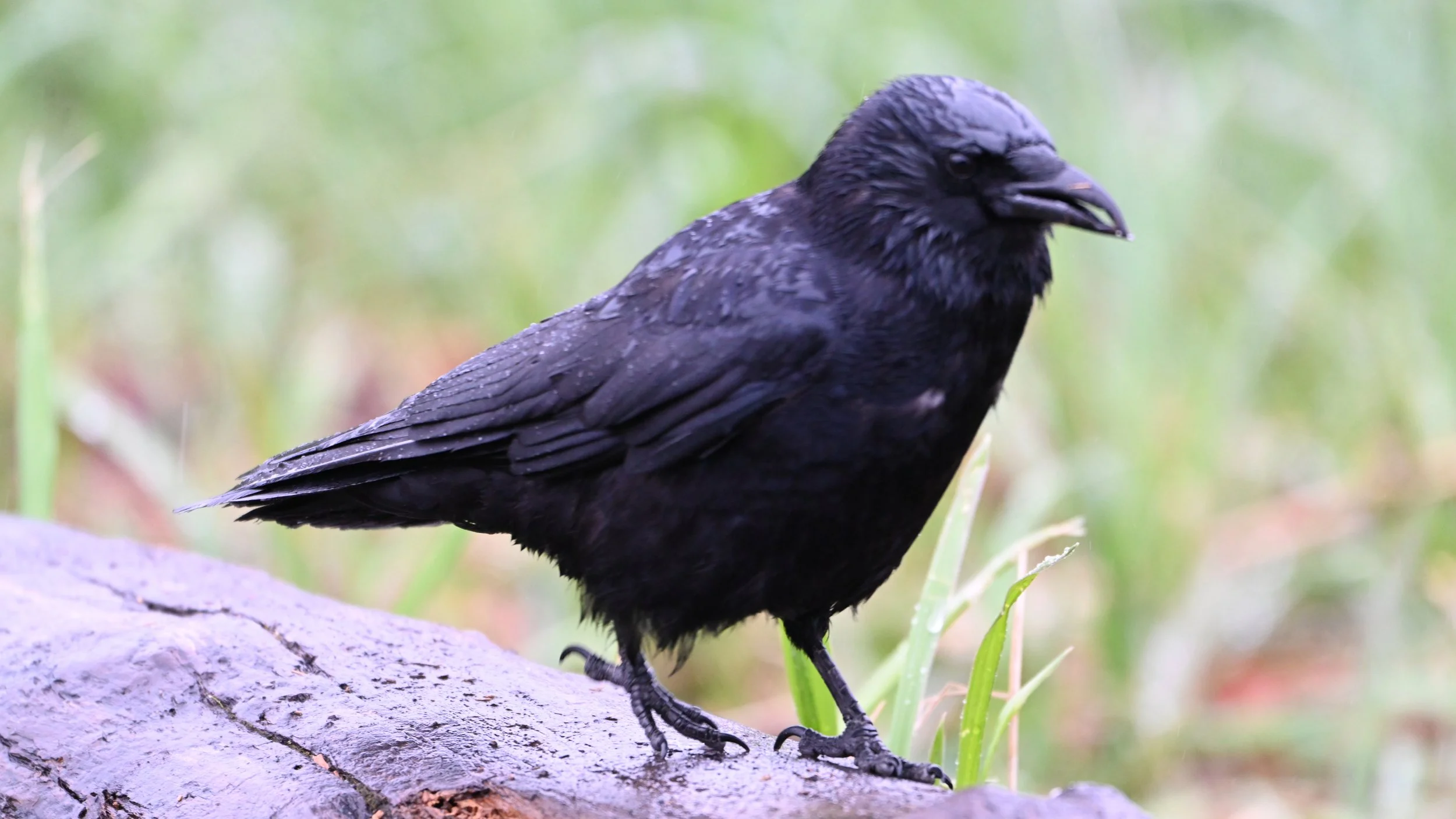 A black bird with wet feathers standing on a rock with green grass in the blurred background.