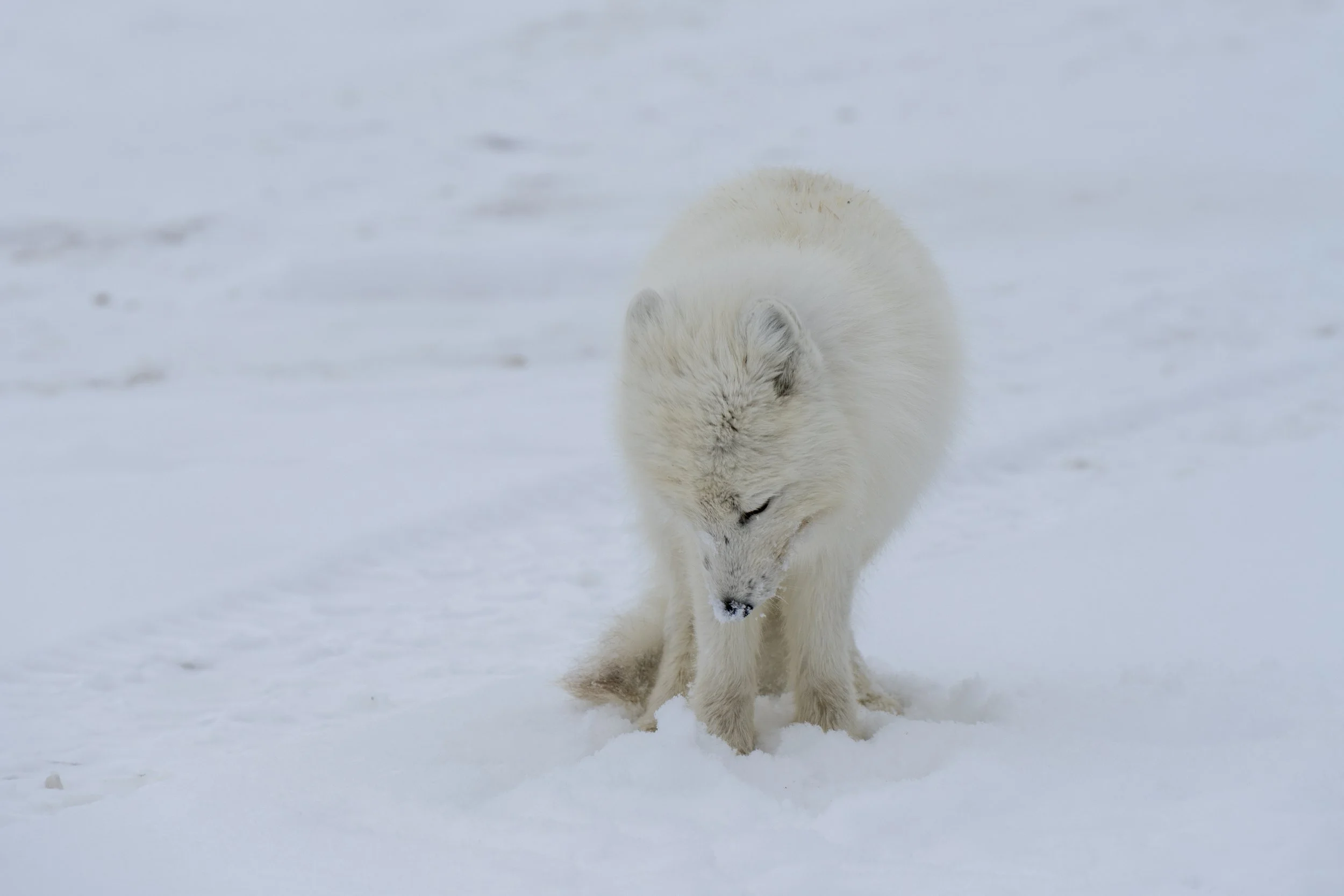 A white Arctic fox standing in snow, looking down at the snow with its head bowed.