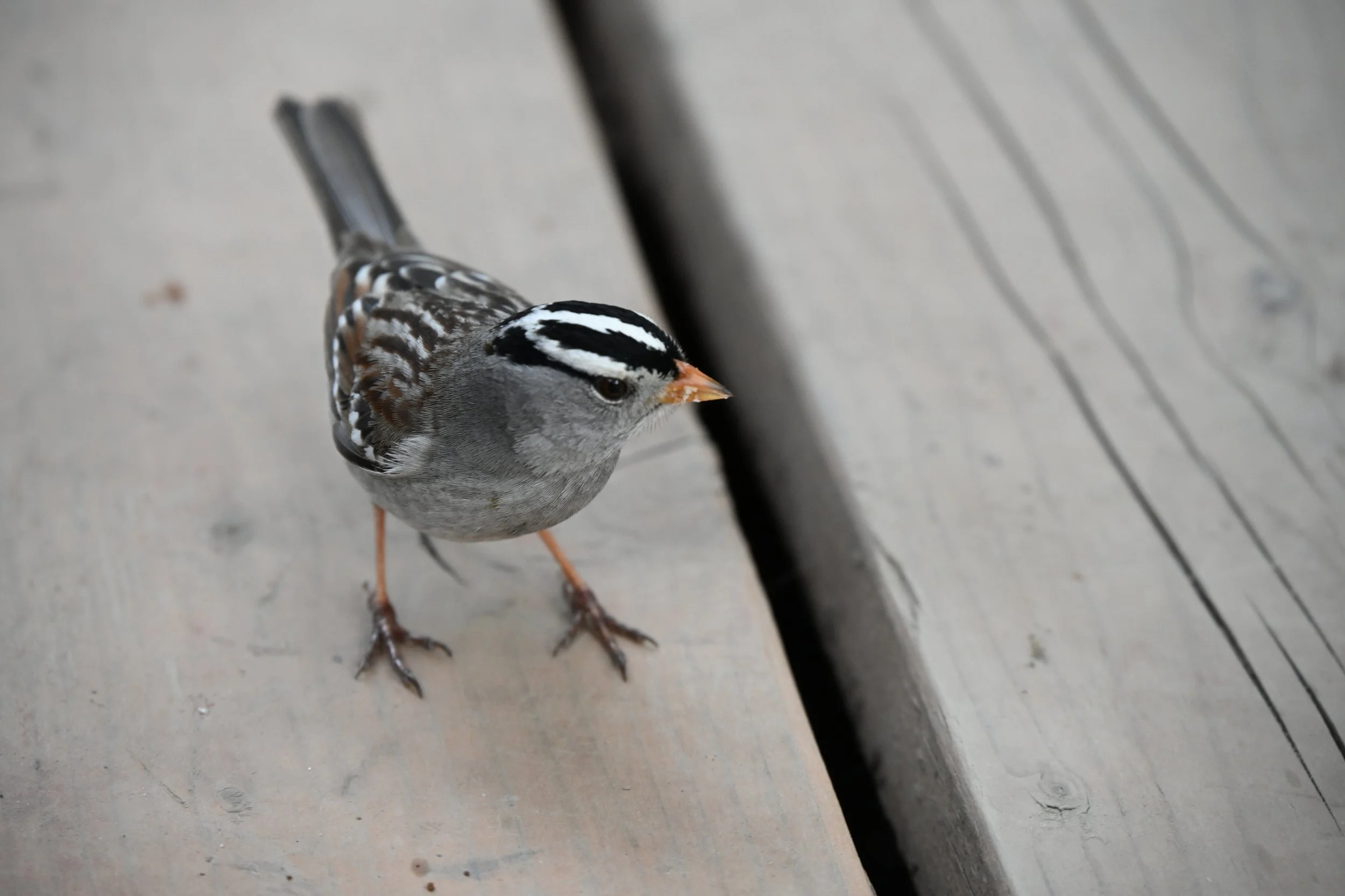 A small bird with gray and black striped feathers, orange beak, and tan legs standing on a wooden surface with visible grain.