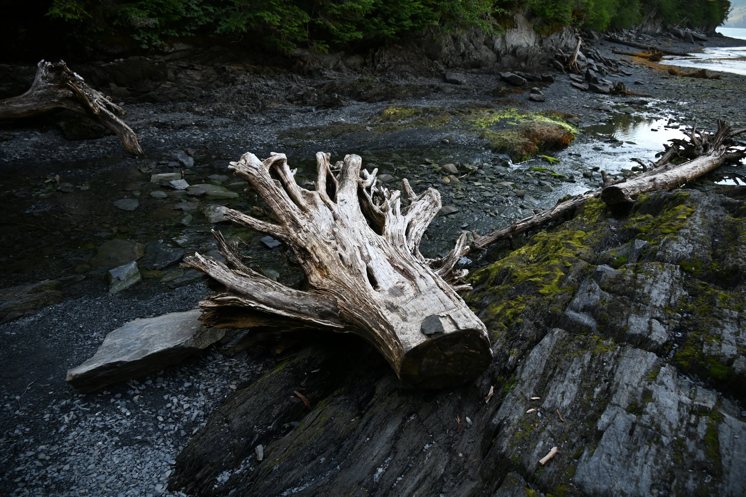 Weathered driftwood on a rocky shoreline with moss-covered rocks and water in the background.