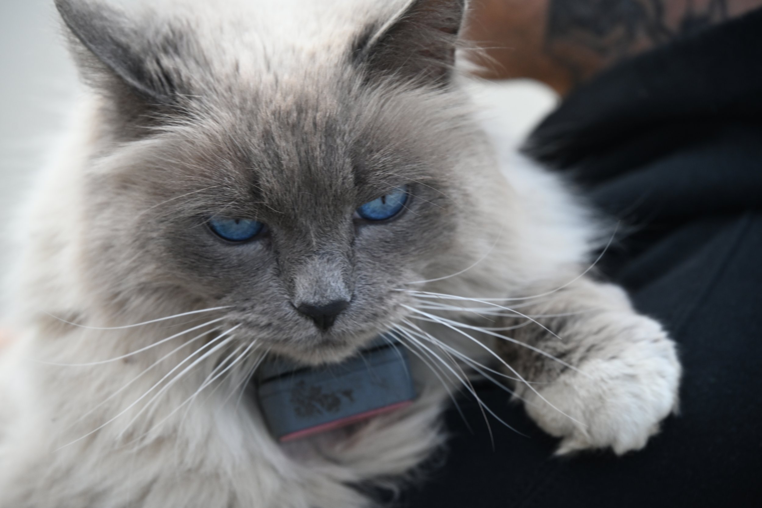 Close-up of a grey and white cat with blue eyes lying on a person's lap.