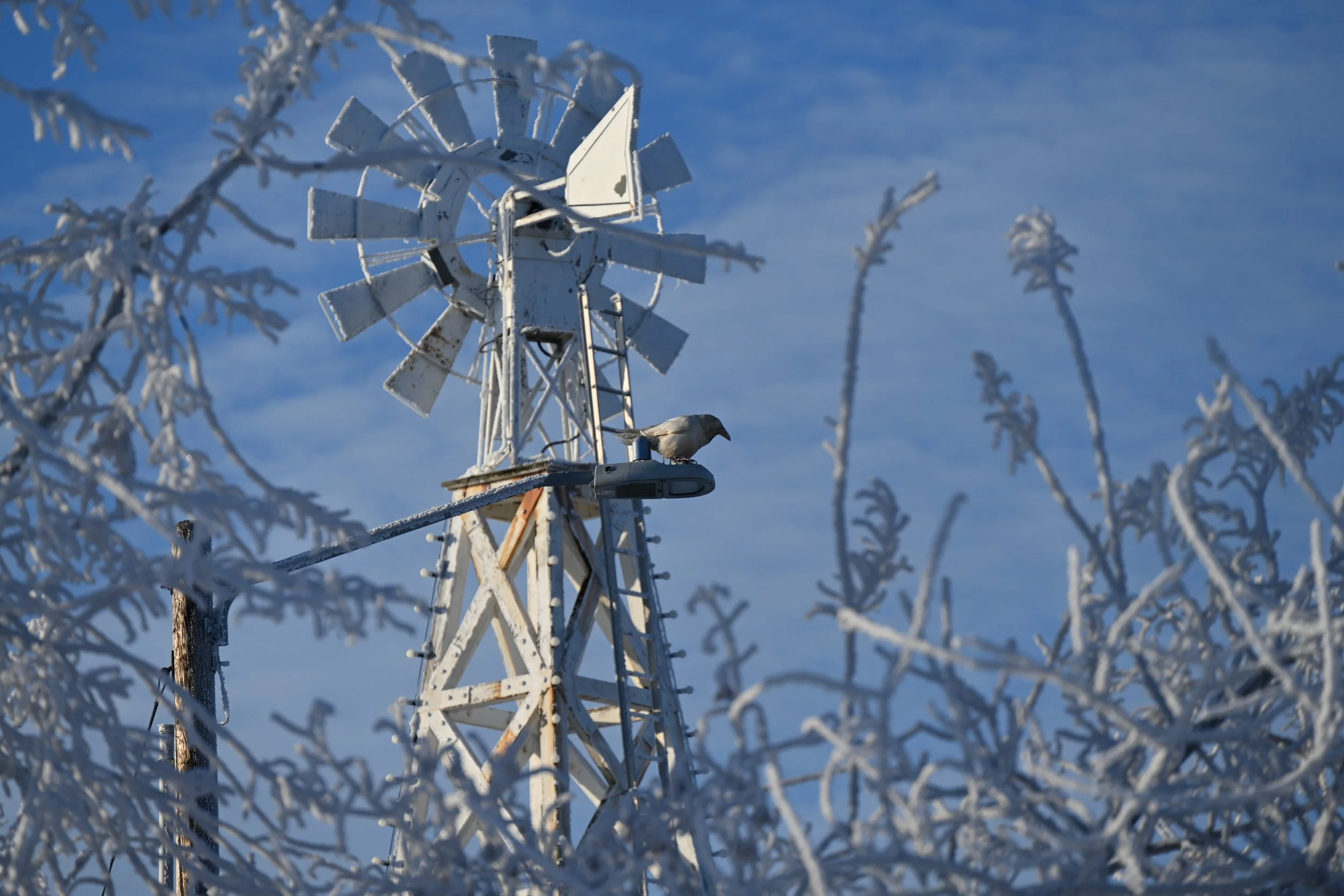 A rusted white windmill with a small bird perched on its arm, surrounded by frost-covered tree branches against a blue sky.