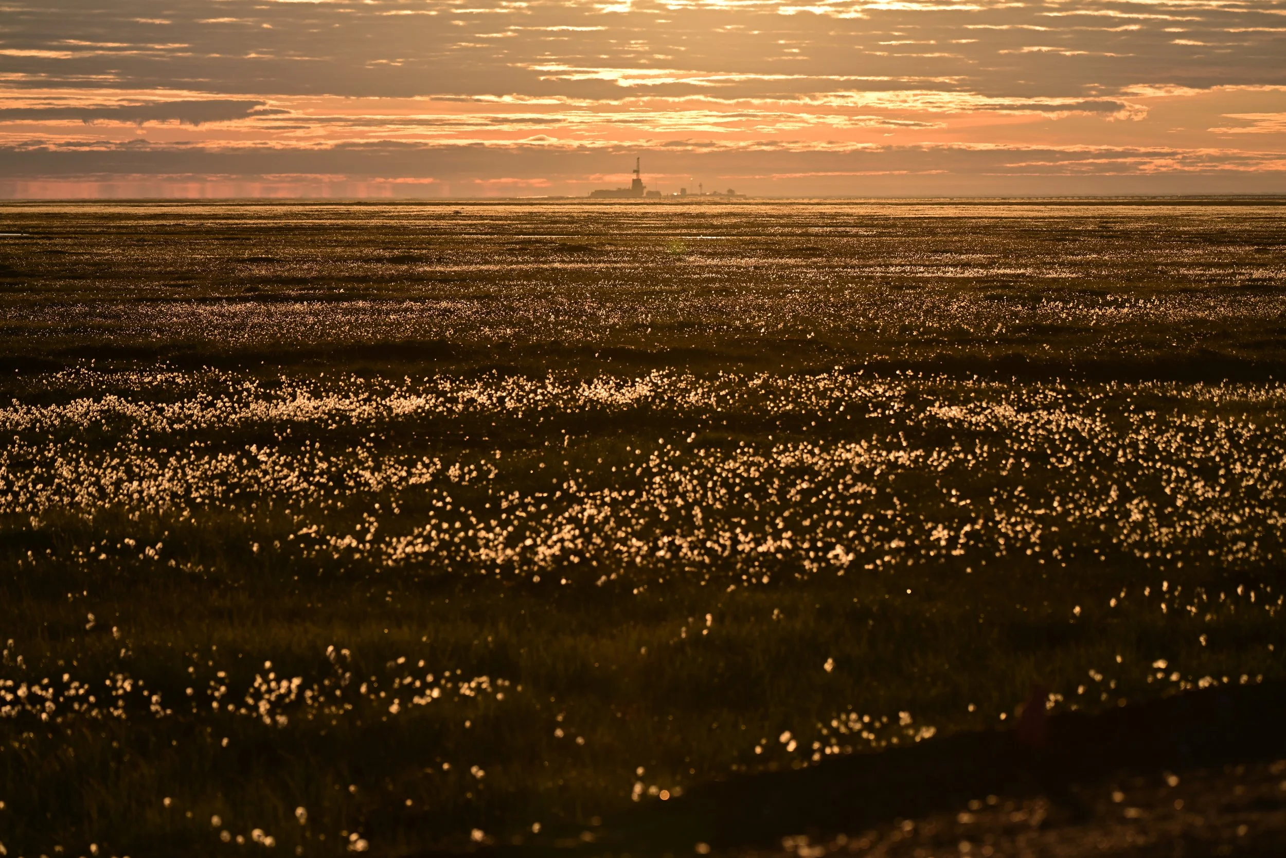 Sunset over a vast cotton field with cotton plants reflecting the light, and an industrial structure visible in the distance on the horizon.