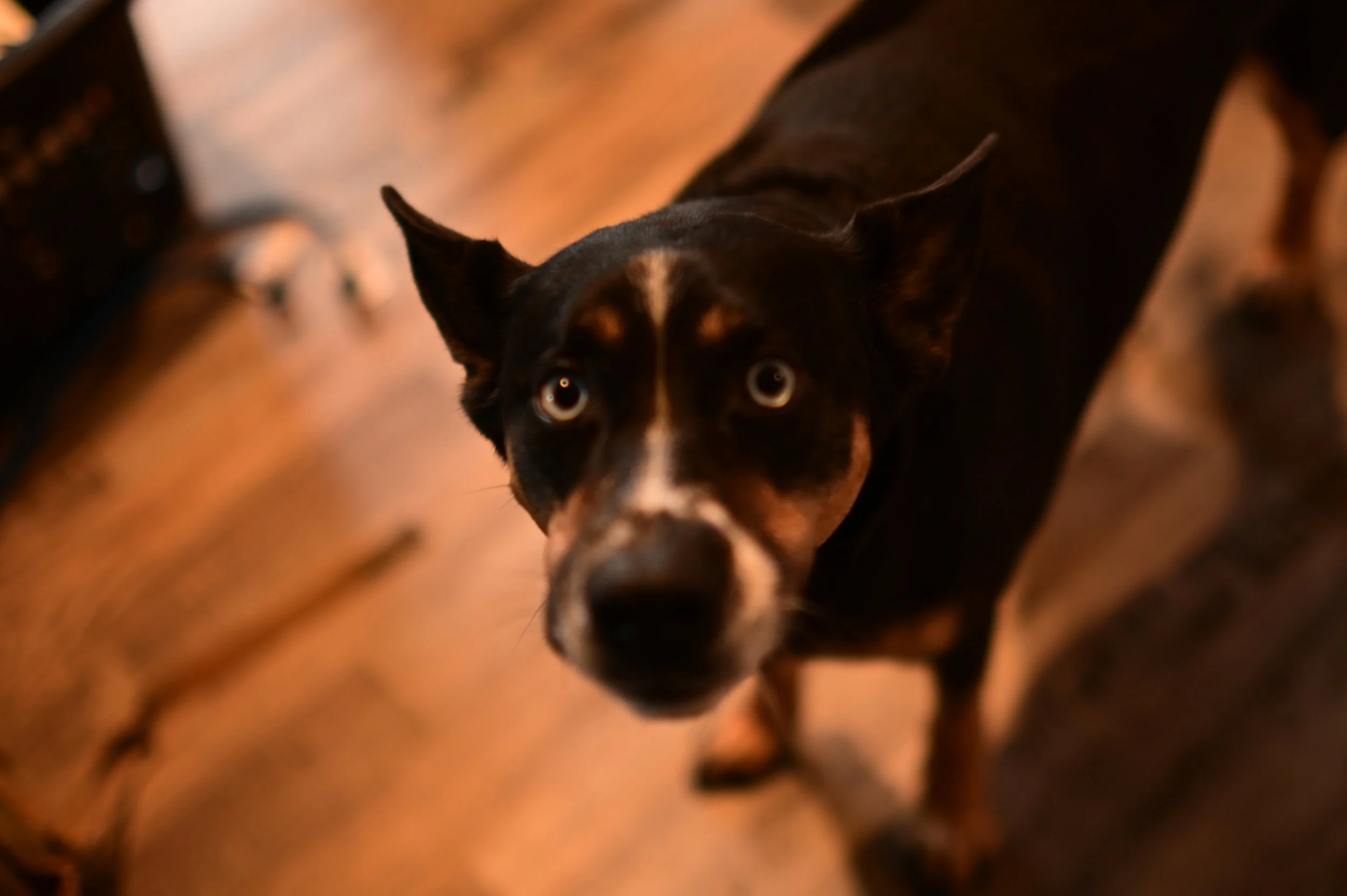 A black and tan dog with blue eyes looking up indoors, standing on a wooden floor.