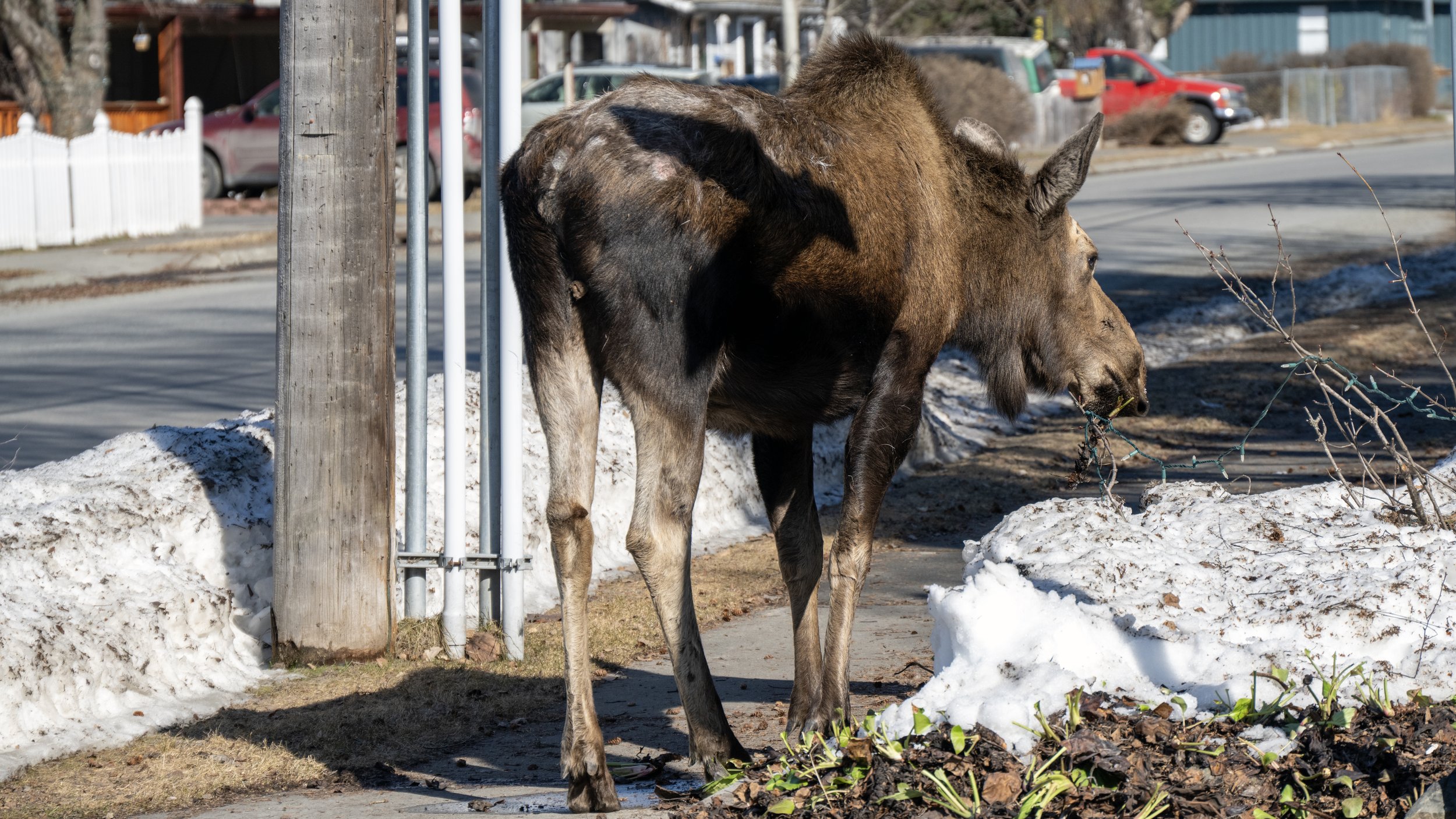 A moose standing on the sidewalk near snow piles and small plants, with a street and cars in the background.