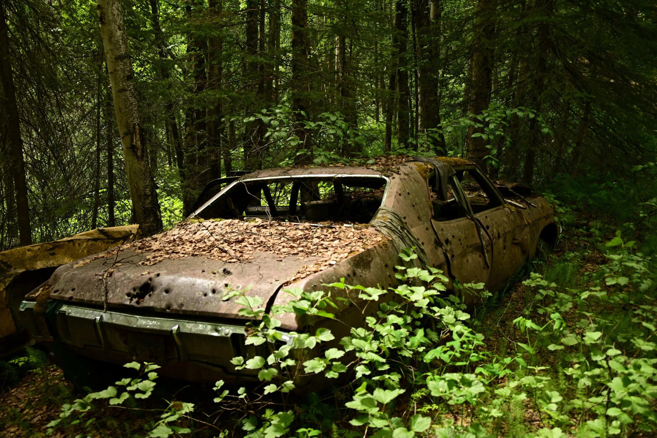 An abandoned, rusted car in a dense forest, covered in fallen leaves and surrounded by green foliage.
