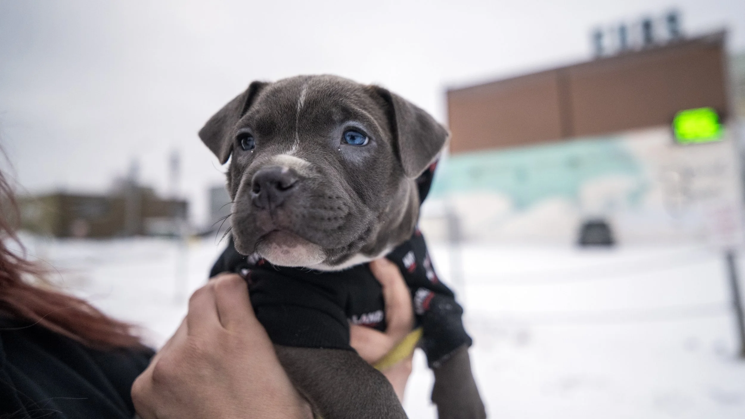 A person holding a gray puppy with blue eyes and a white stripe on its face outdoors in a snowy area, with buildings and a traffic light in the background.
