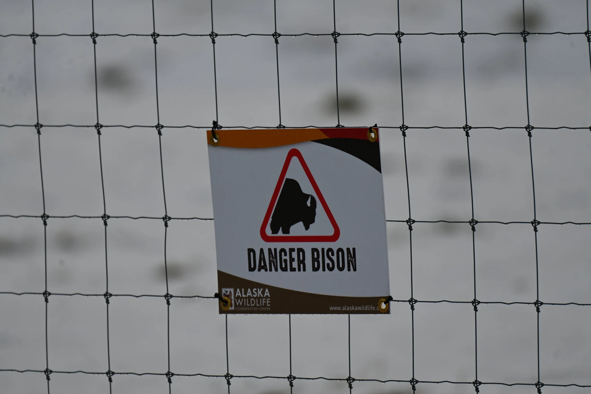 Warning sign on a wire fence in snowy landscape, depicting a bison and reading 'Danger Bison', from Alaska Wildlife Conservation Center.