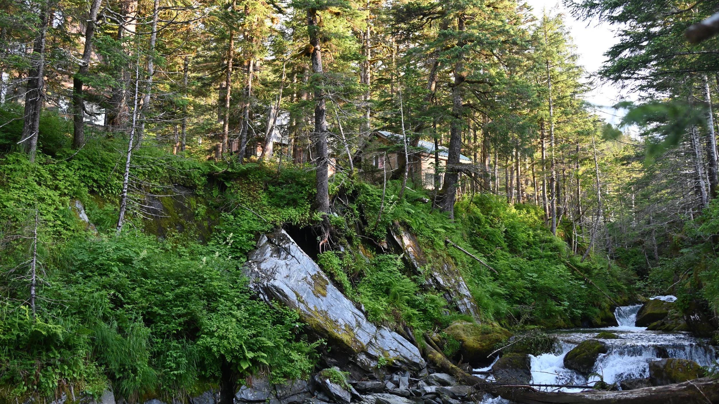 A forest scene with tall pine trees on a rocky hillside. A small stream runs through the rocks towards the foreground. There's a house partially visible among the trees in the background.