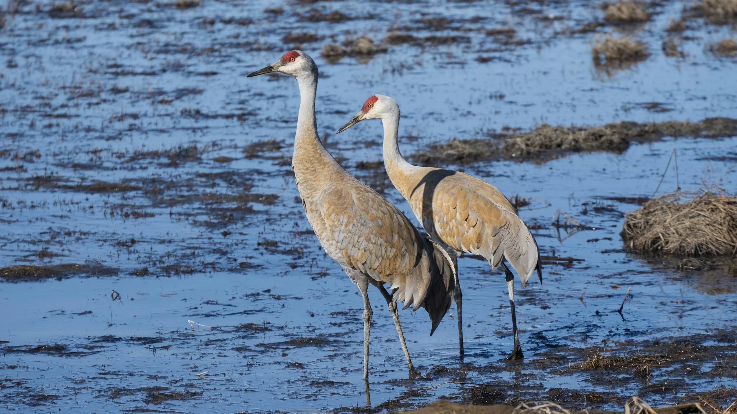 Two sandhill cranes standing in a wet muddy area with water and some patches of grass.